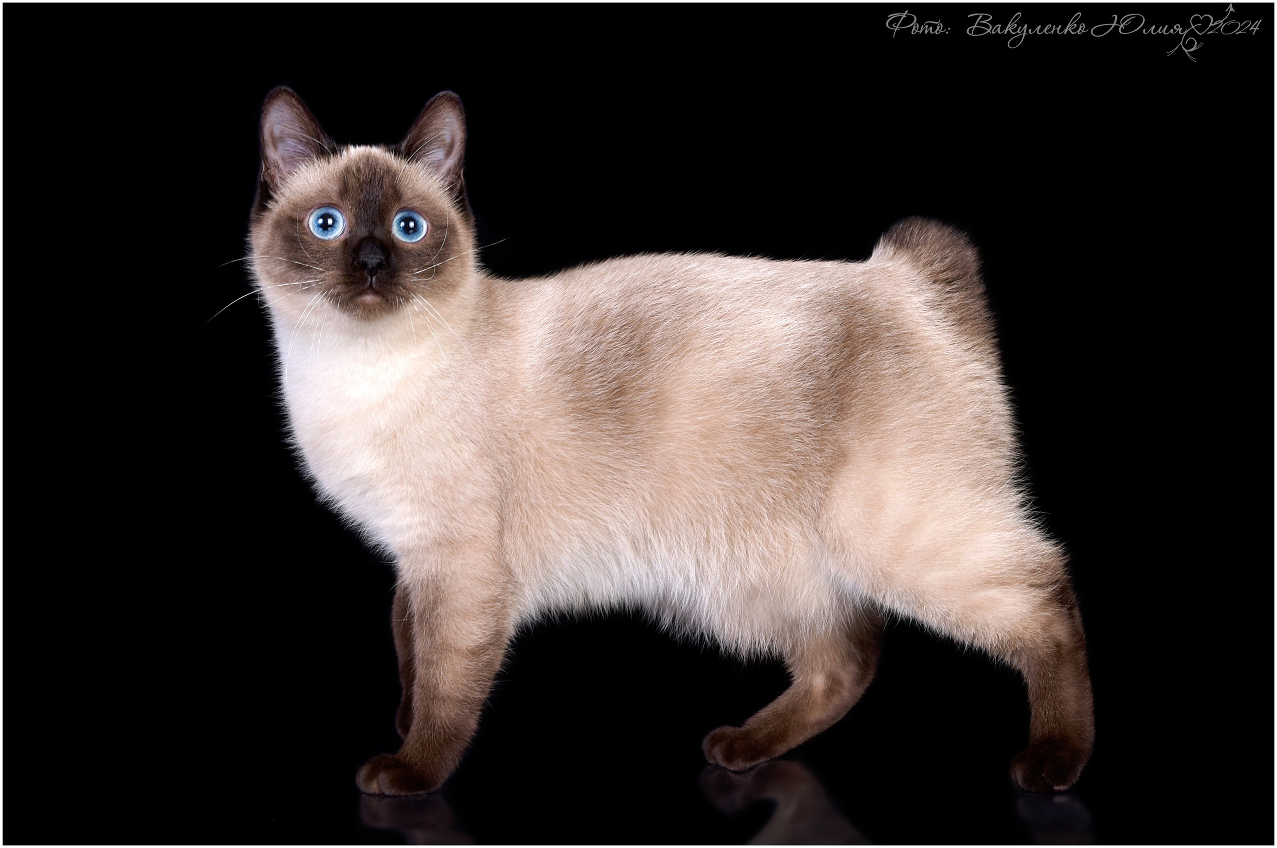 Взрослые. Фотограф анималист | семейный Юлия Вакуленко, г. Краснодар