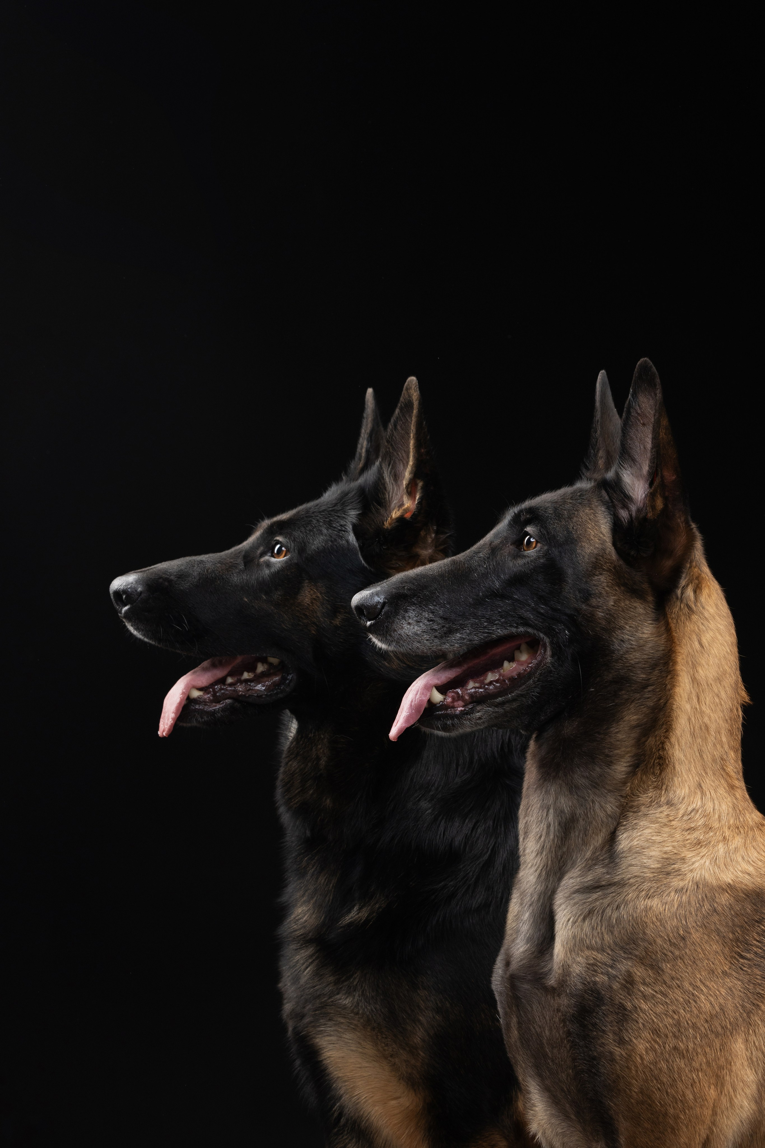 Жара и Делфи. Фотограф анималист Осипчикова Мария