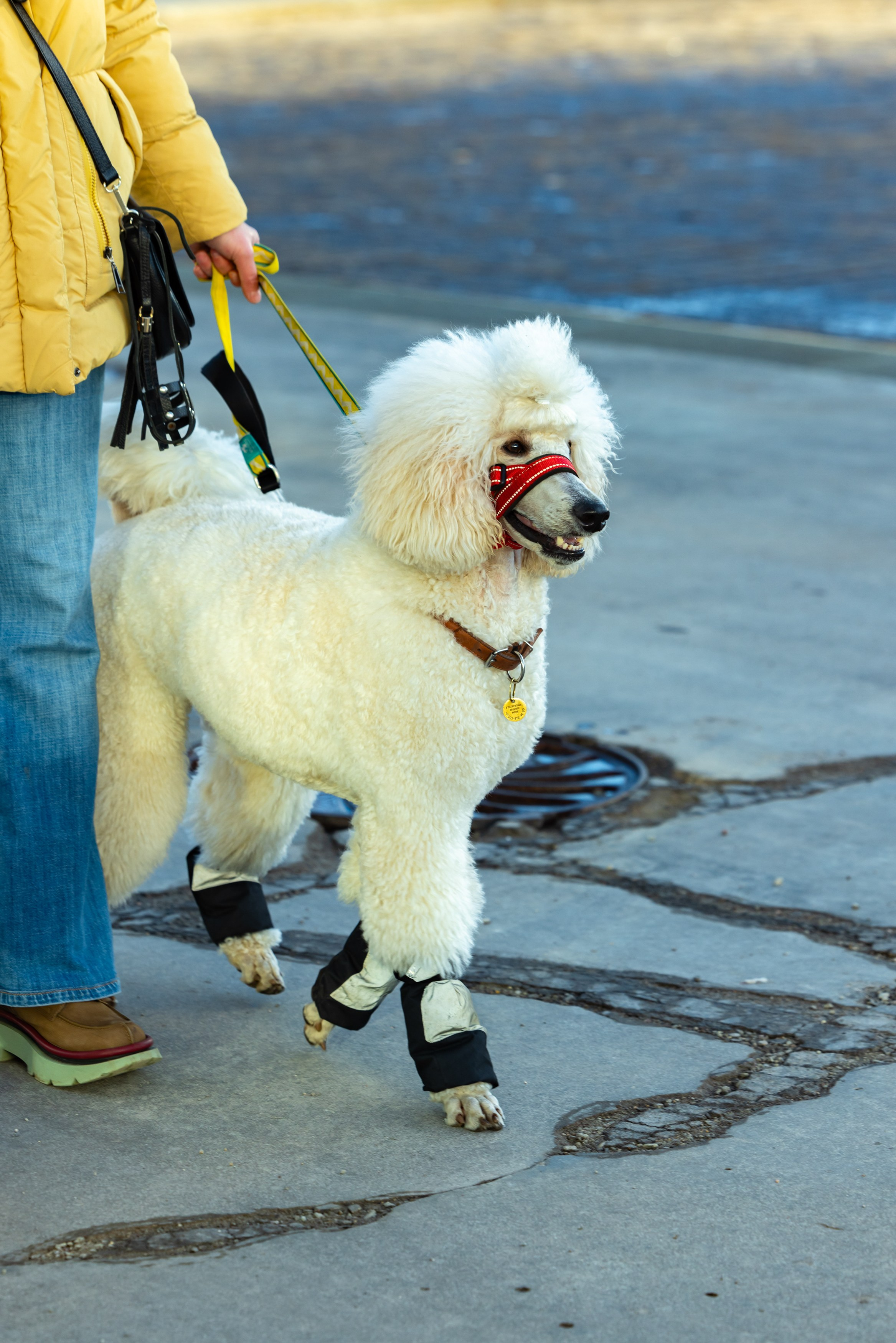 Клуб грумеров (прогулка и семинары). Виктория Зудина — фотограф в Москве