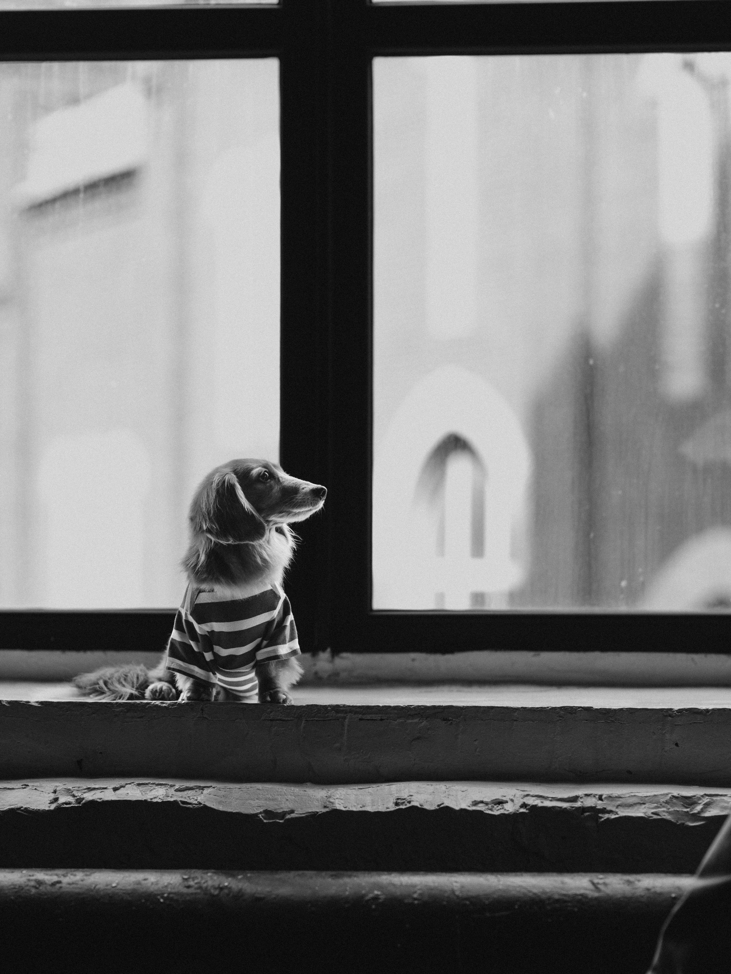 Лимон и Аня. Фотограф-анималист в Москве Кириллова Татьяна