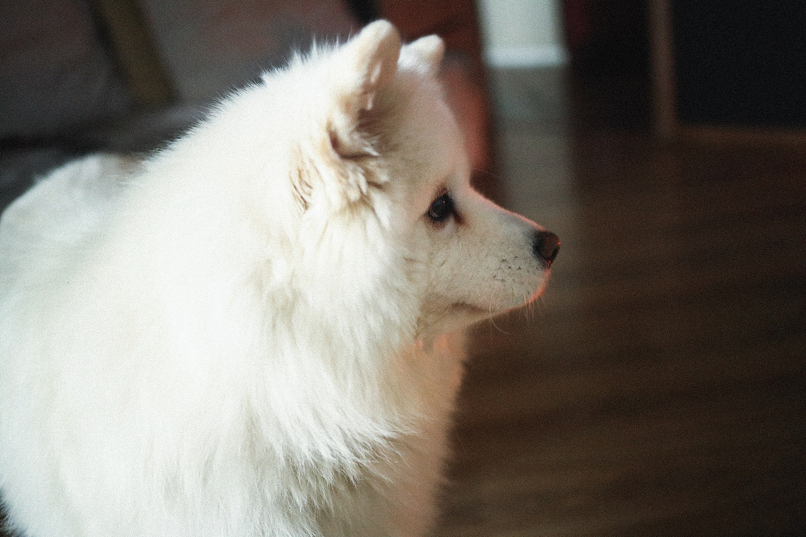 Домашний репортаж. Семейный фотограф в Тюмени | Алёна Снопкова