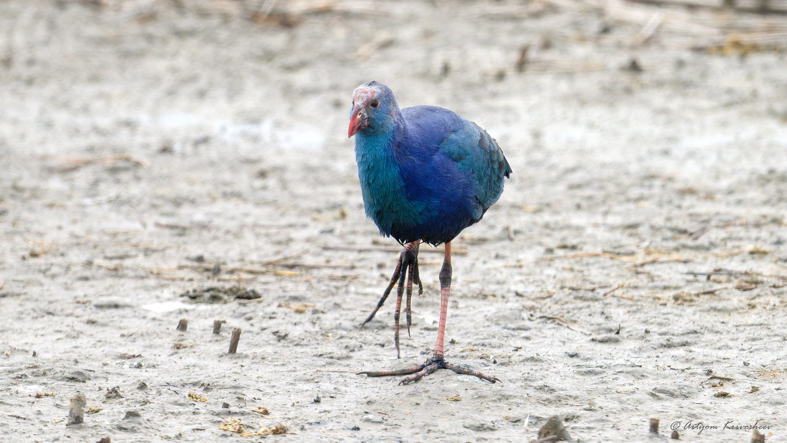Фотоохота. Фотограф и путешественник Артём Кривошеев