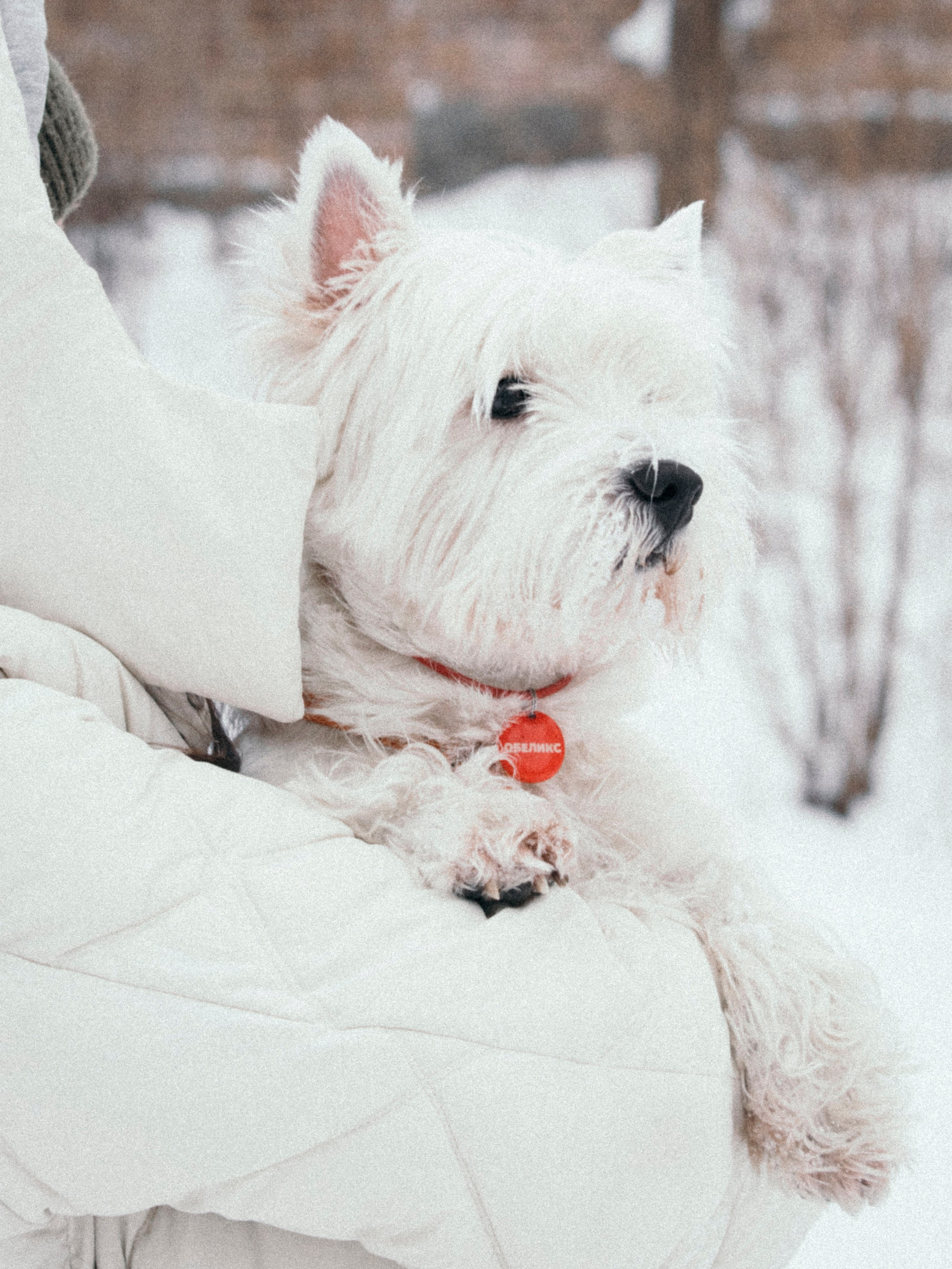 Арина и Обеликс. Фотограф Виктория Куприянова