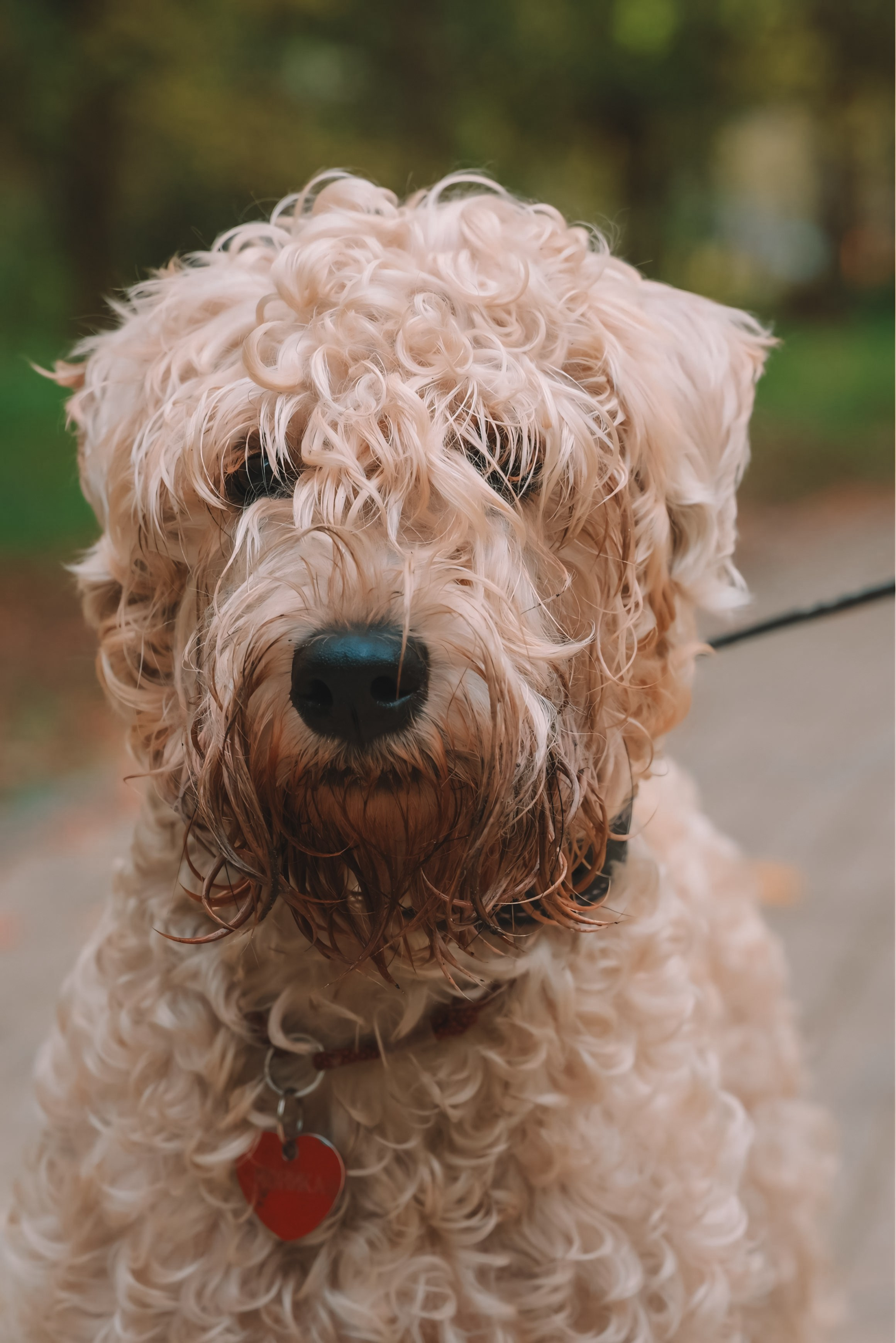 Четыре лапы и мокрый нос. Портретный и семейный фотограф в Москве Мария Иванова