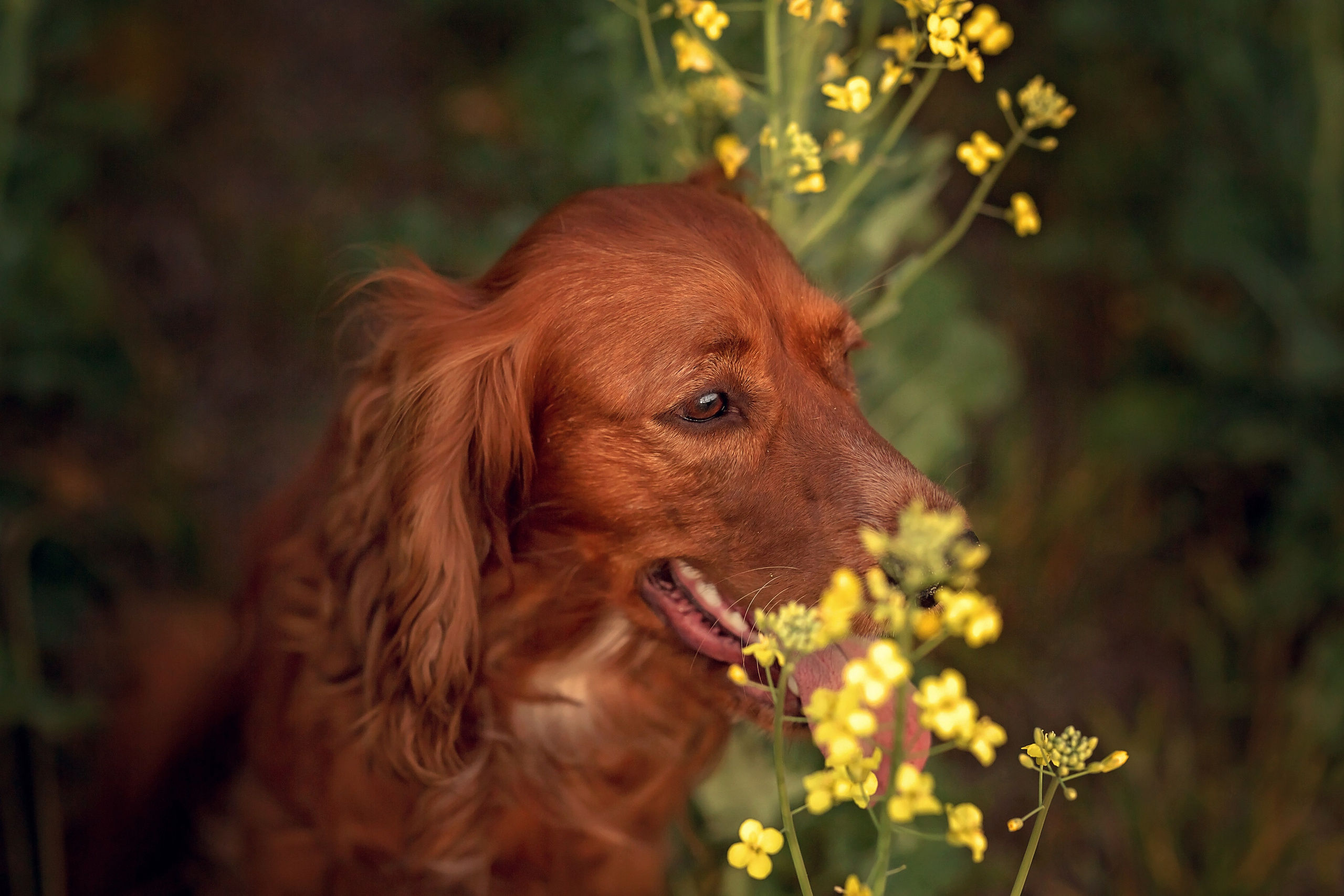 Рапс. Семейный и детский фотограф Екатерина Савёлова