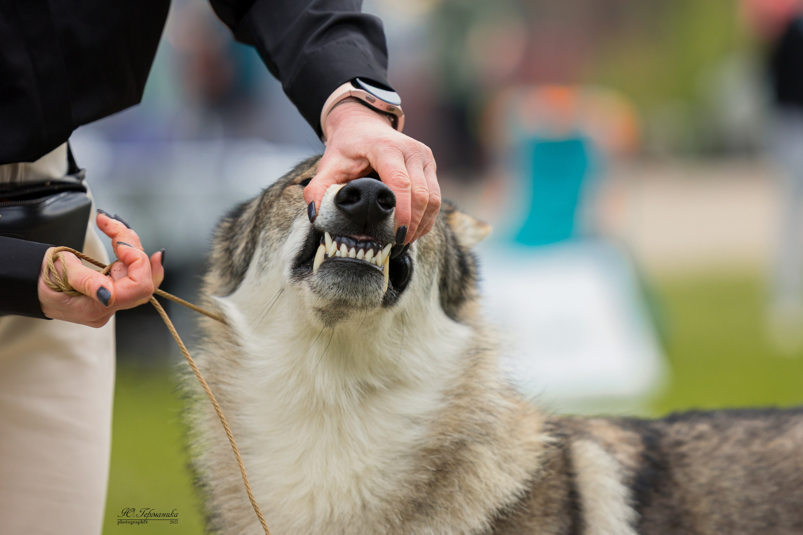 Суздаль(Владимир)17-18.05.2025. Фотограф-анималист Юлия Германика