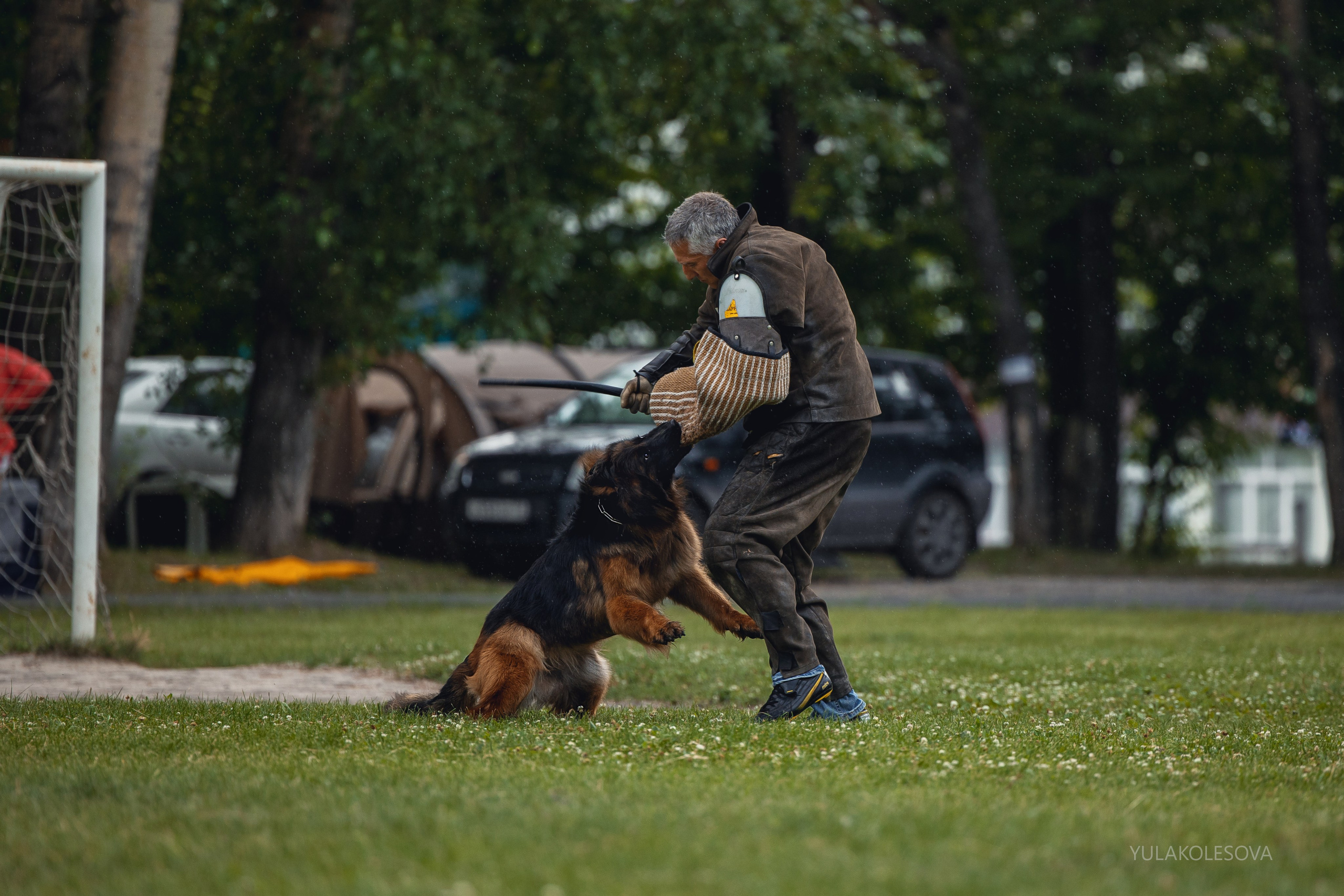 6.07.2024 Выставка немецких овчарок г. Тюмень. YULA KOLESOVA | Фотограф — Анималист | Художник | Тюмень