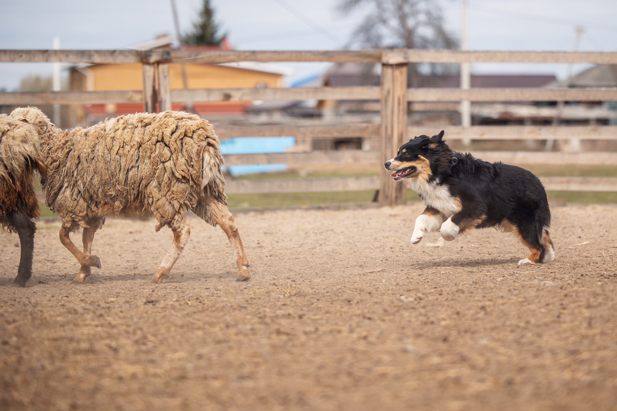 Ночь. YULA KOLESOVA | Фотограф — Анималист | Художник | Тюмень