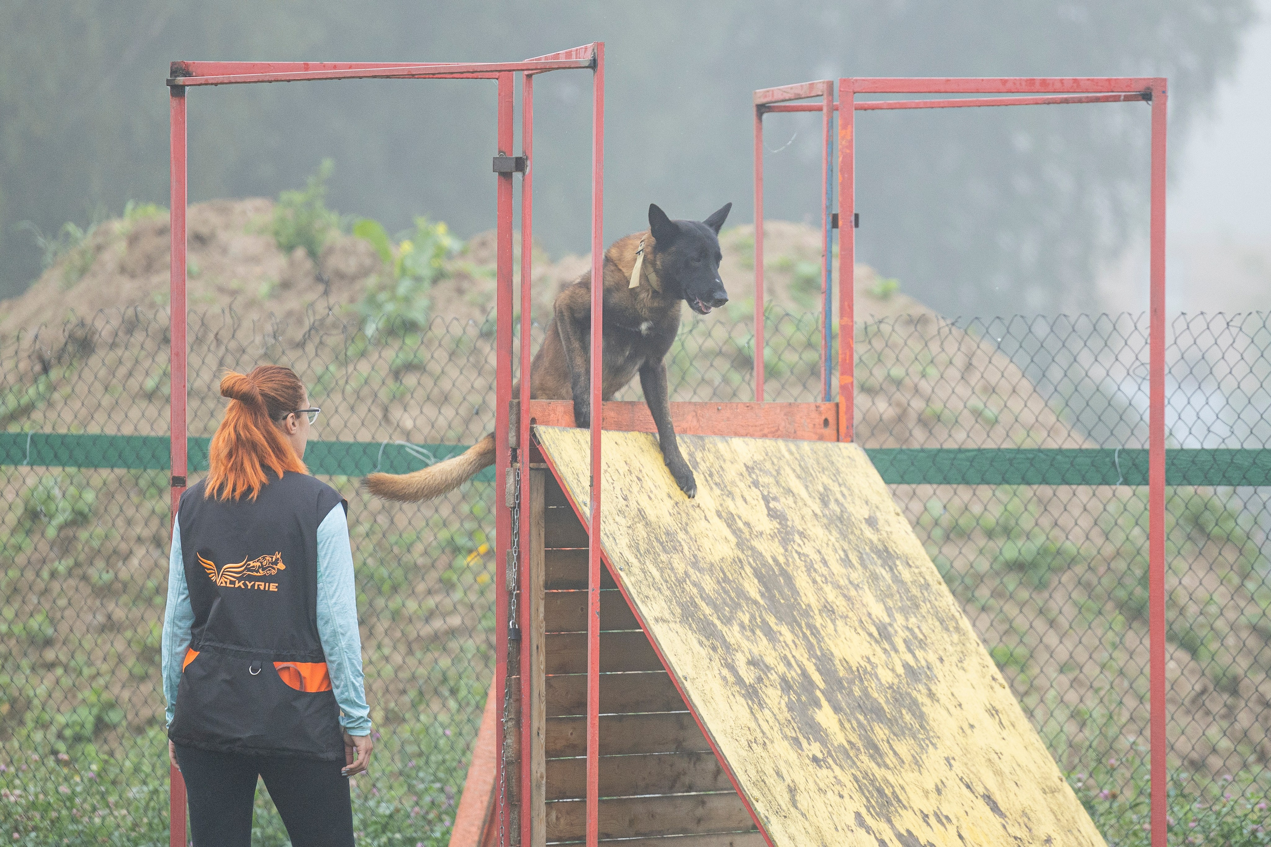 Соревнования по Мондьорингу г. Вологда 10-11.08.2024. Фотограф-анималист Анна Маринич