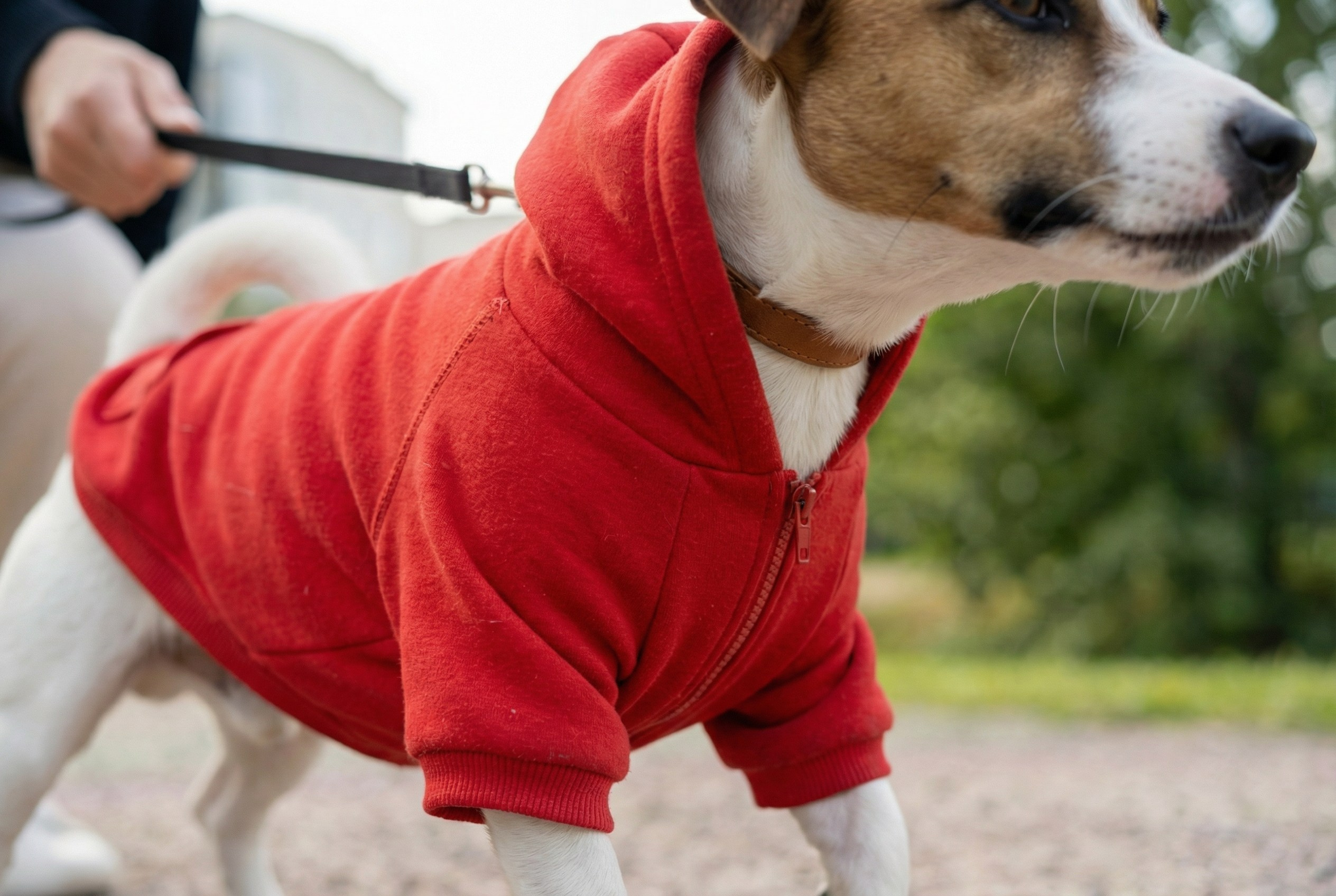 Одежда для собак. Главная