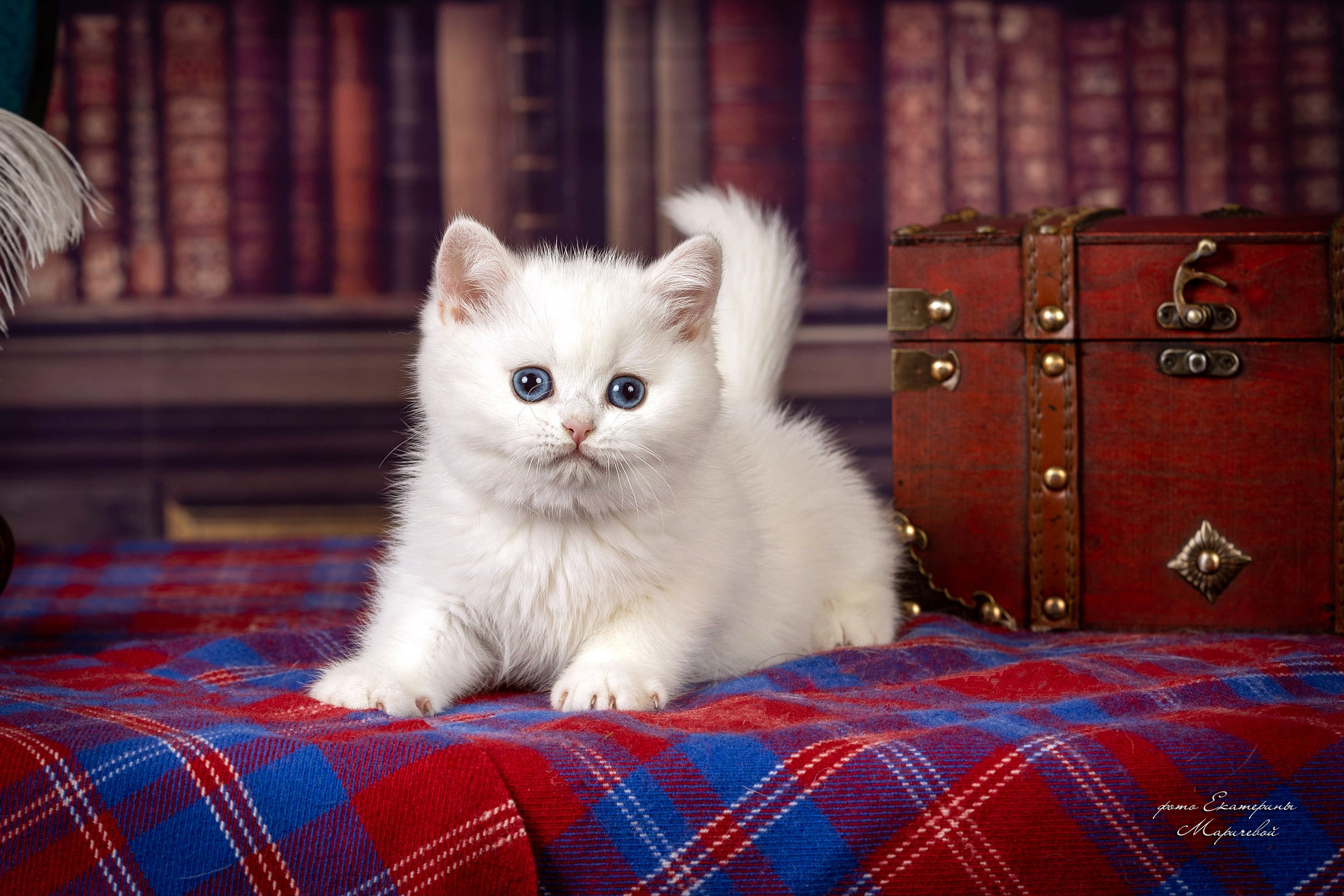 Тематические фоны с рисунком. Фотограф-анималист в Омске Екатерина Маричева