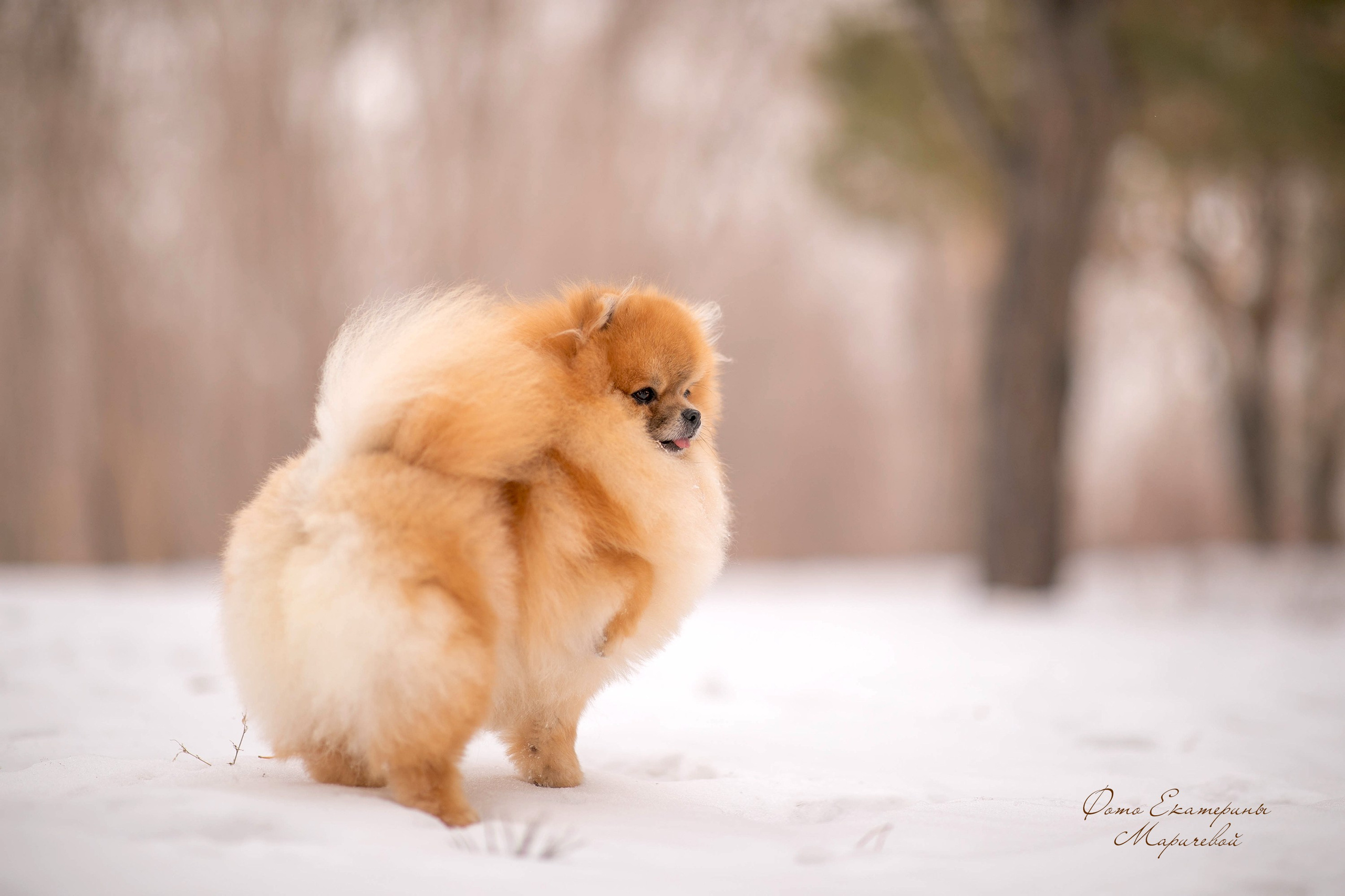 Выездная съёмка с естественным светом. Фотограф-анималист в Омске Екатерина Маричева