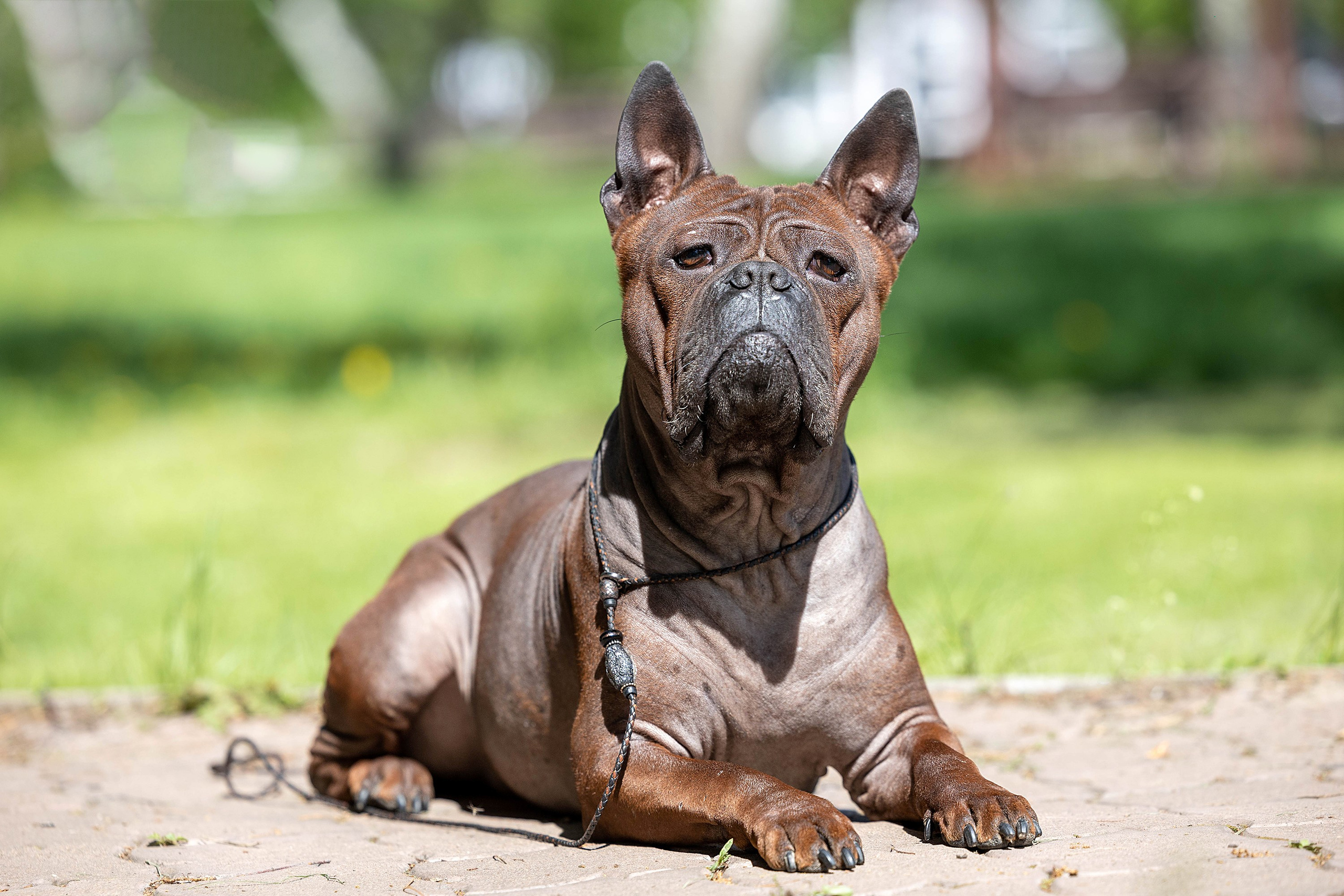 Заринговая съёмка на выставках собак. Фотограф-анималист в Омске Екатерина Маричева