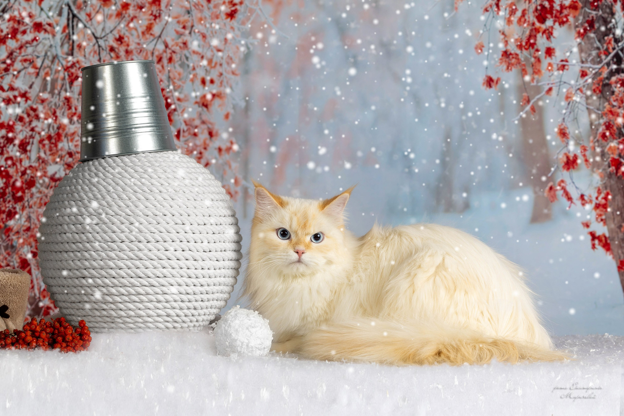 Тематические фоны с рисунком. Фотограф-анималист в Омске Екатерина Маричева