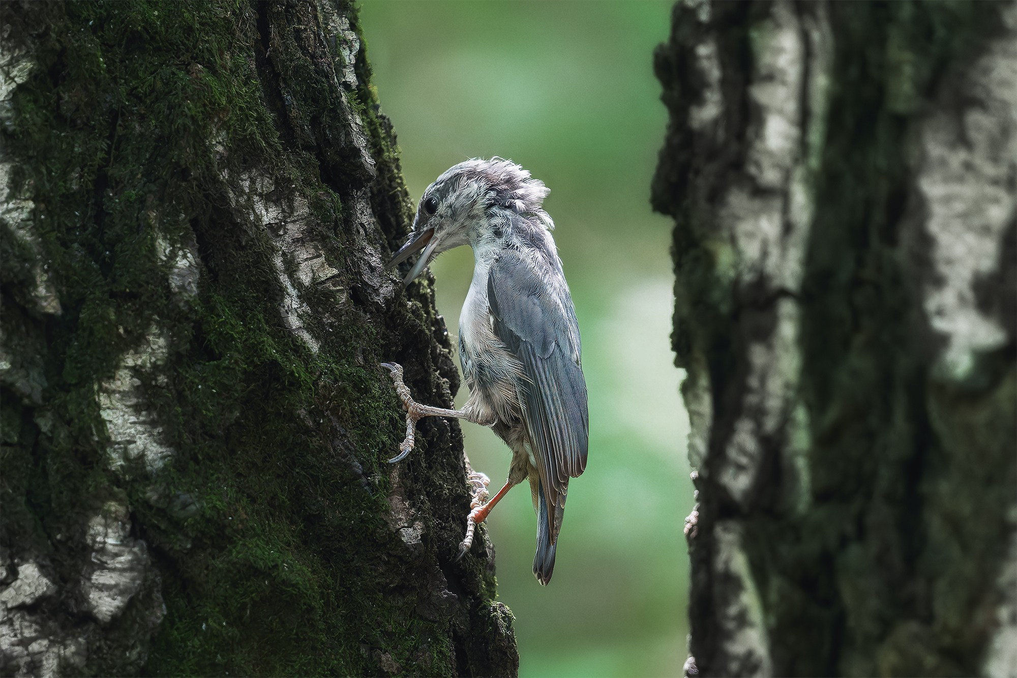 Удивительные мир птиц. Вокруг нас столько прекрасного — присмотритесь!. Ваш личный фотограф Марина Волкова