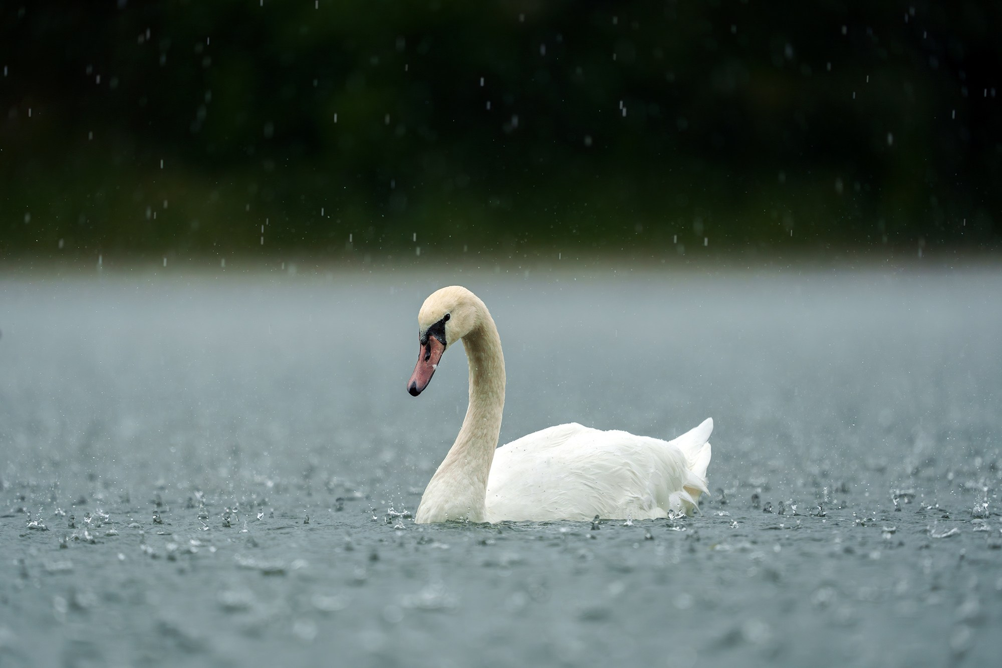Удивительные мир птиц. Вокруг нас столько прекрасного — присмотритесь!. Ваш личный фотограф Марина Волкова