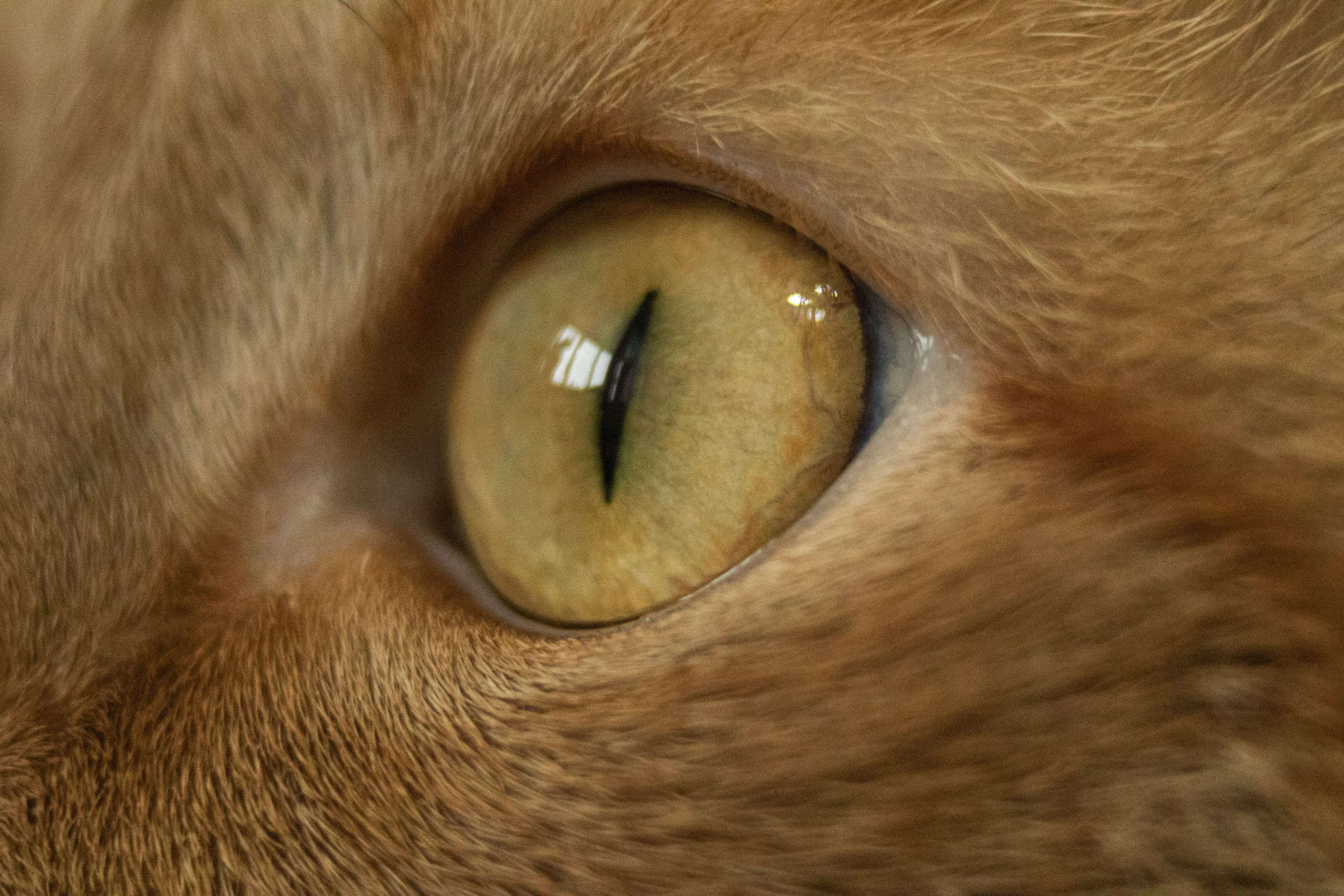 Анимализм. Профессиональный фотограф Александр Бородин