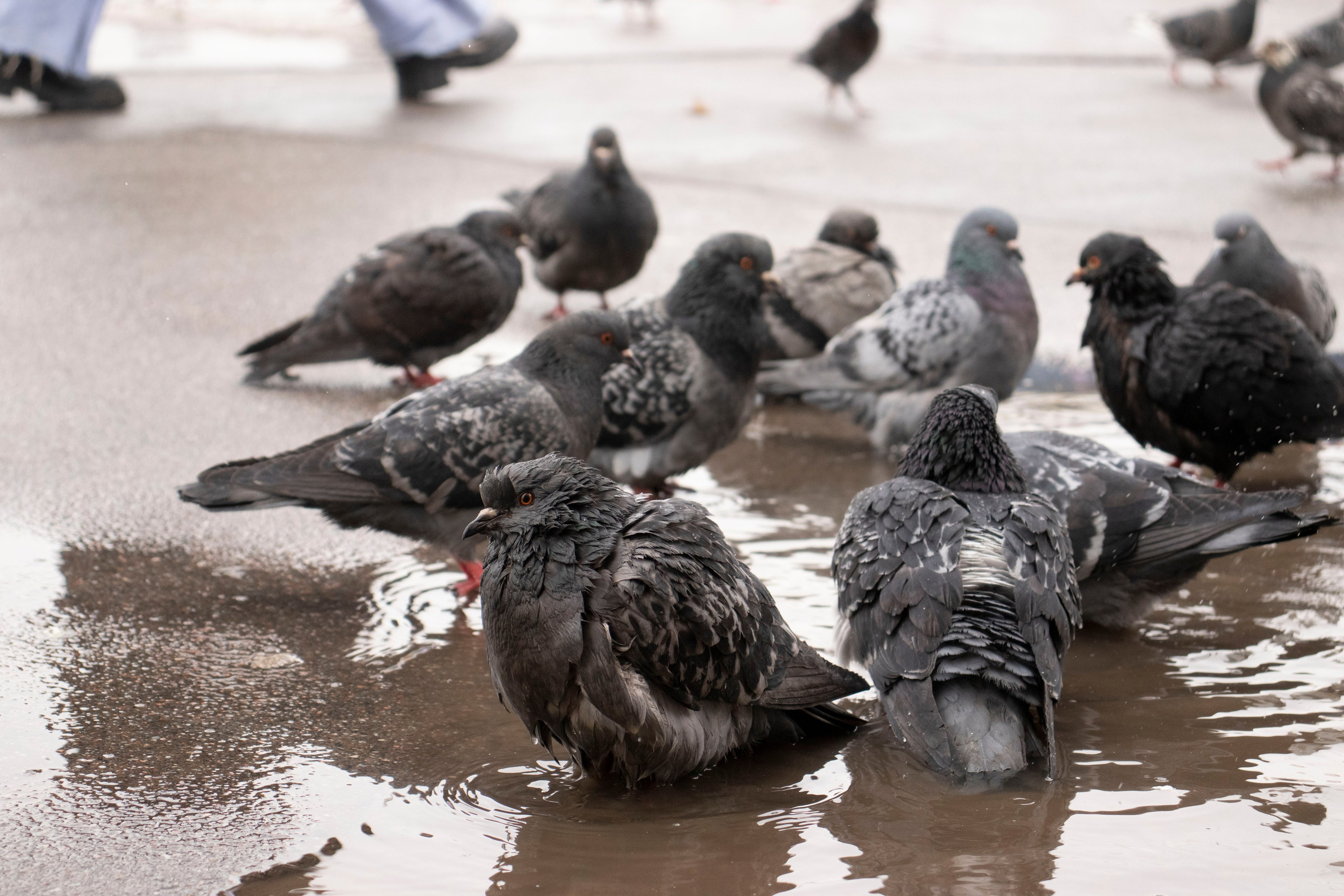 Из наблюдений. Плак или Квак