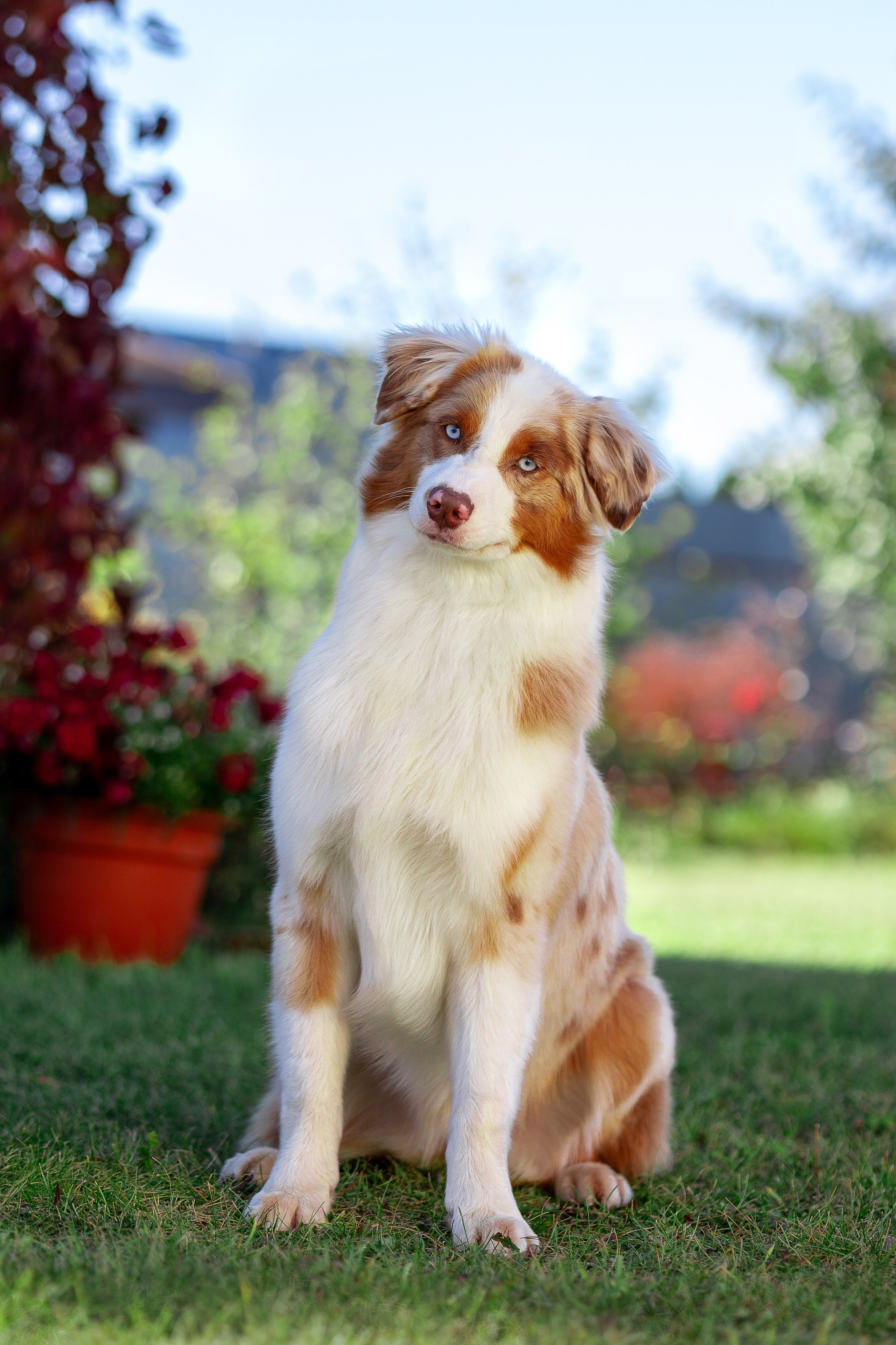 Собаки. Фотограф Яна Матвеева в Ижевске