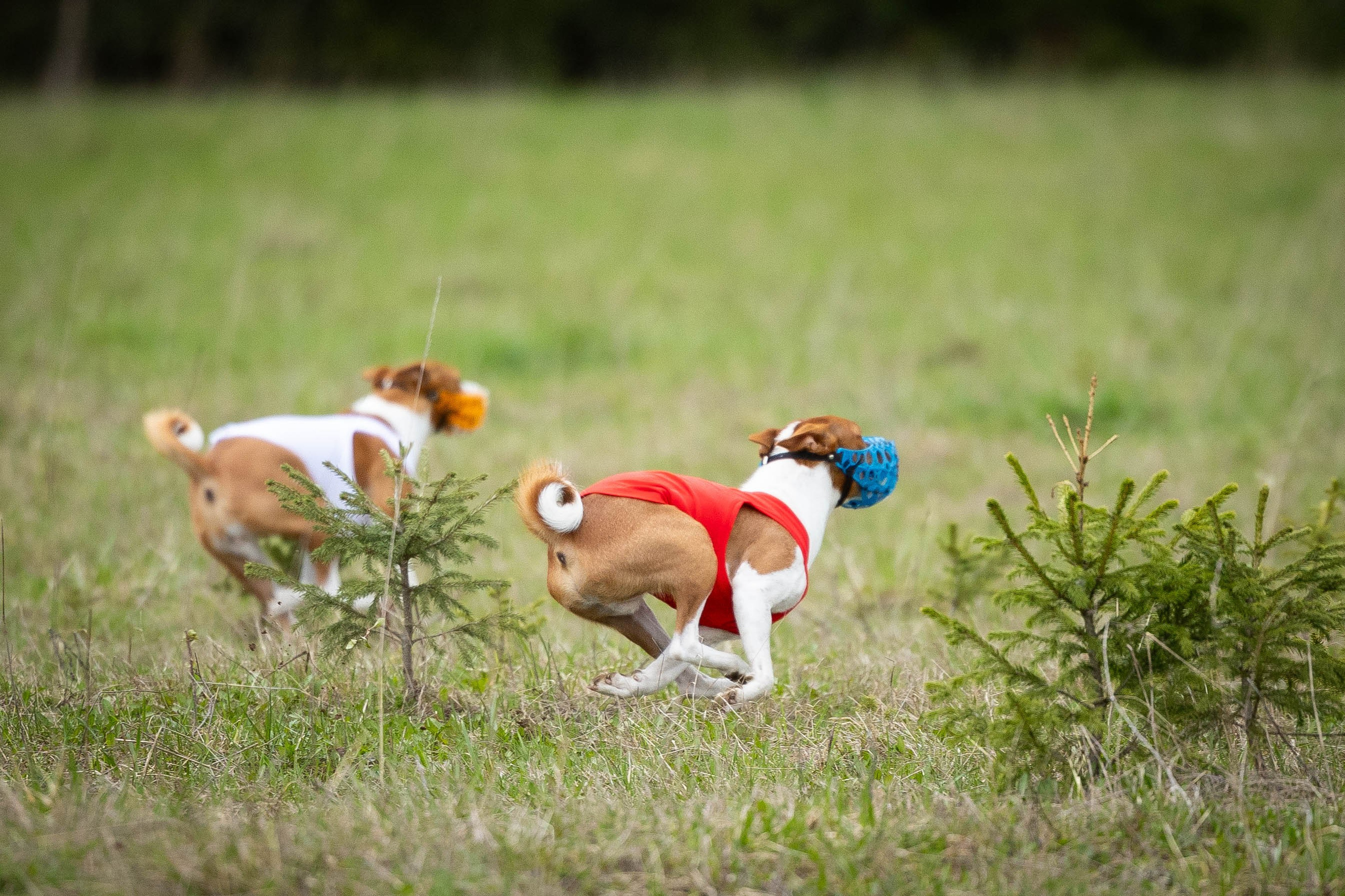 Курсинг. Фотограф Анималист в Перми Анастасия Остерман