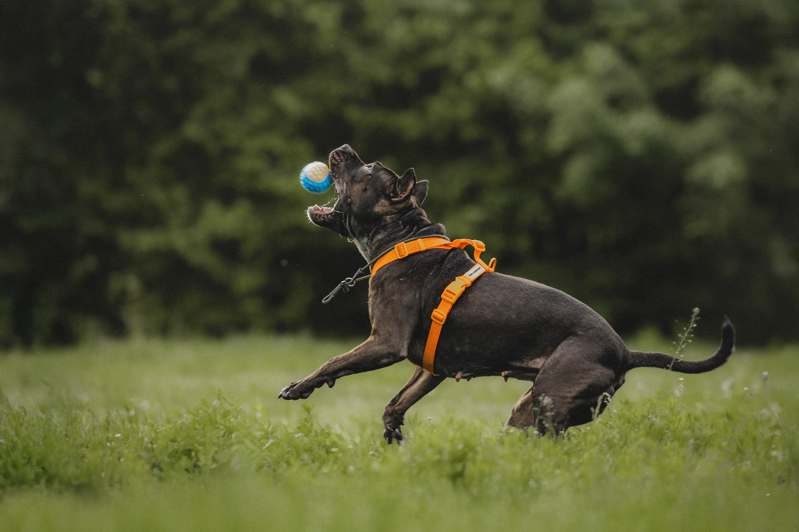 Паша, Хайди и Тея