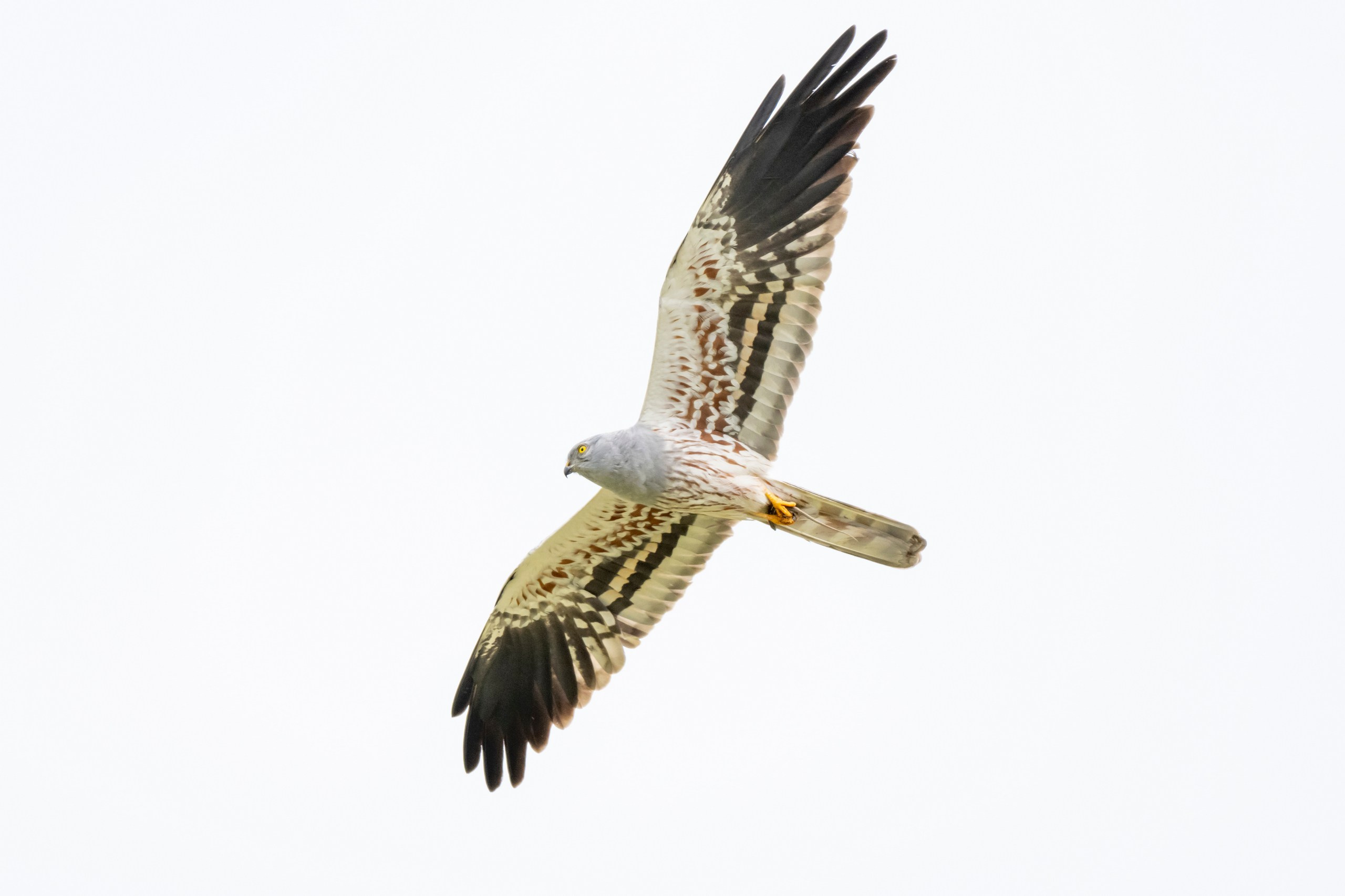 Дикая природа Дагестана. Май 2025 г. Foto-Zuev фотография как искусство