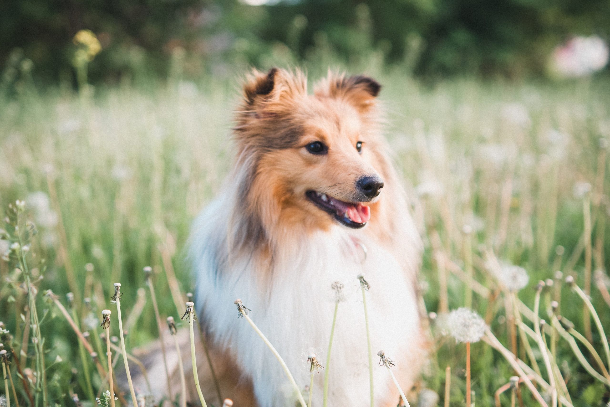 Ваши фотографии. Фотограф анималист Осипчикова Мария