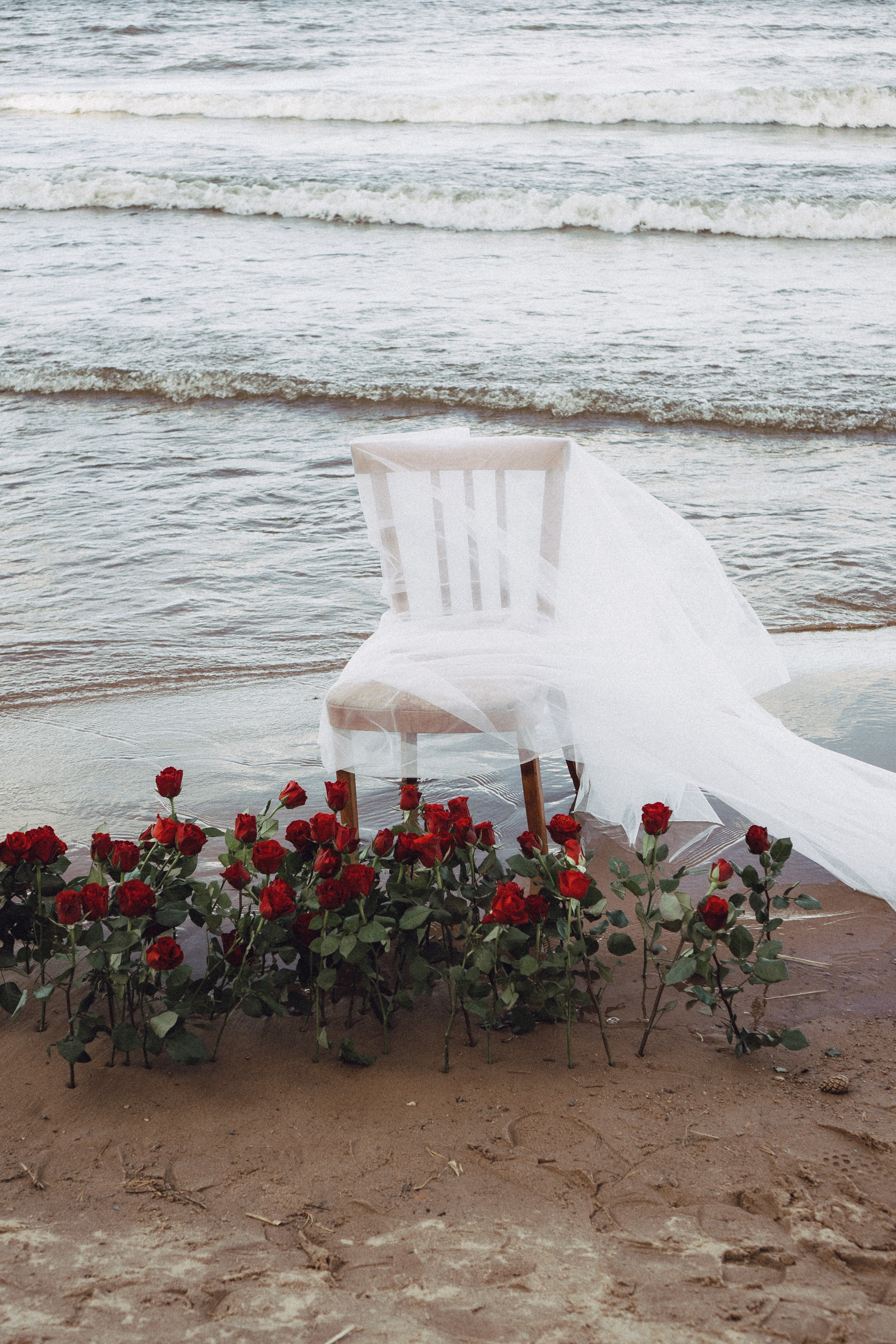 Розы. Профессиональный фотограф, Санкт-Петербург — Виктория Богомолова