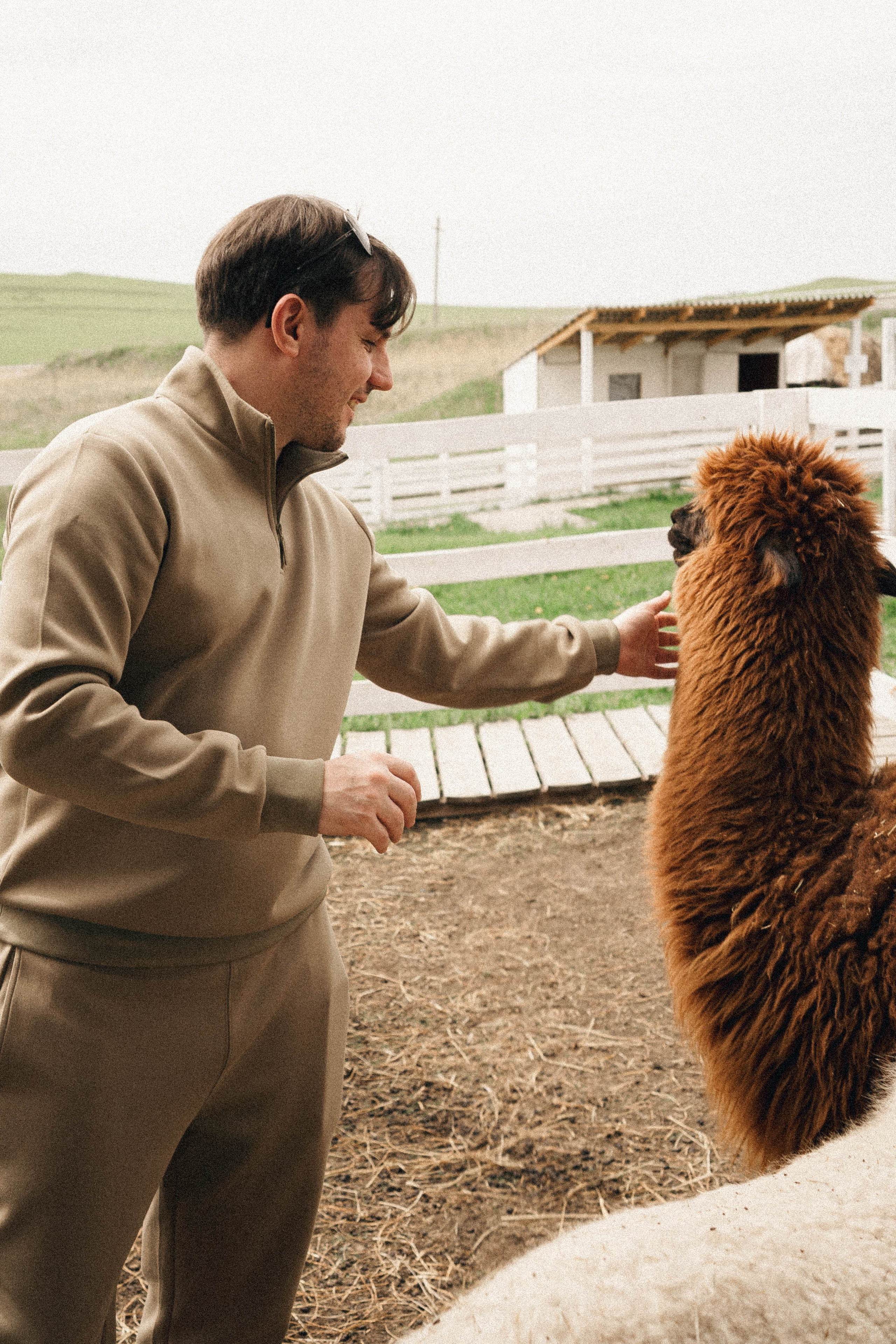 Ферма Альпак. Профессиональный фотограф, Санкт-Петербург — Виктория Богомолова
