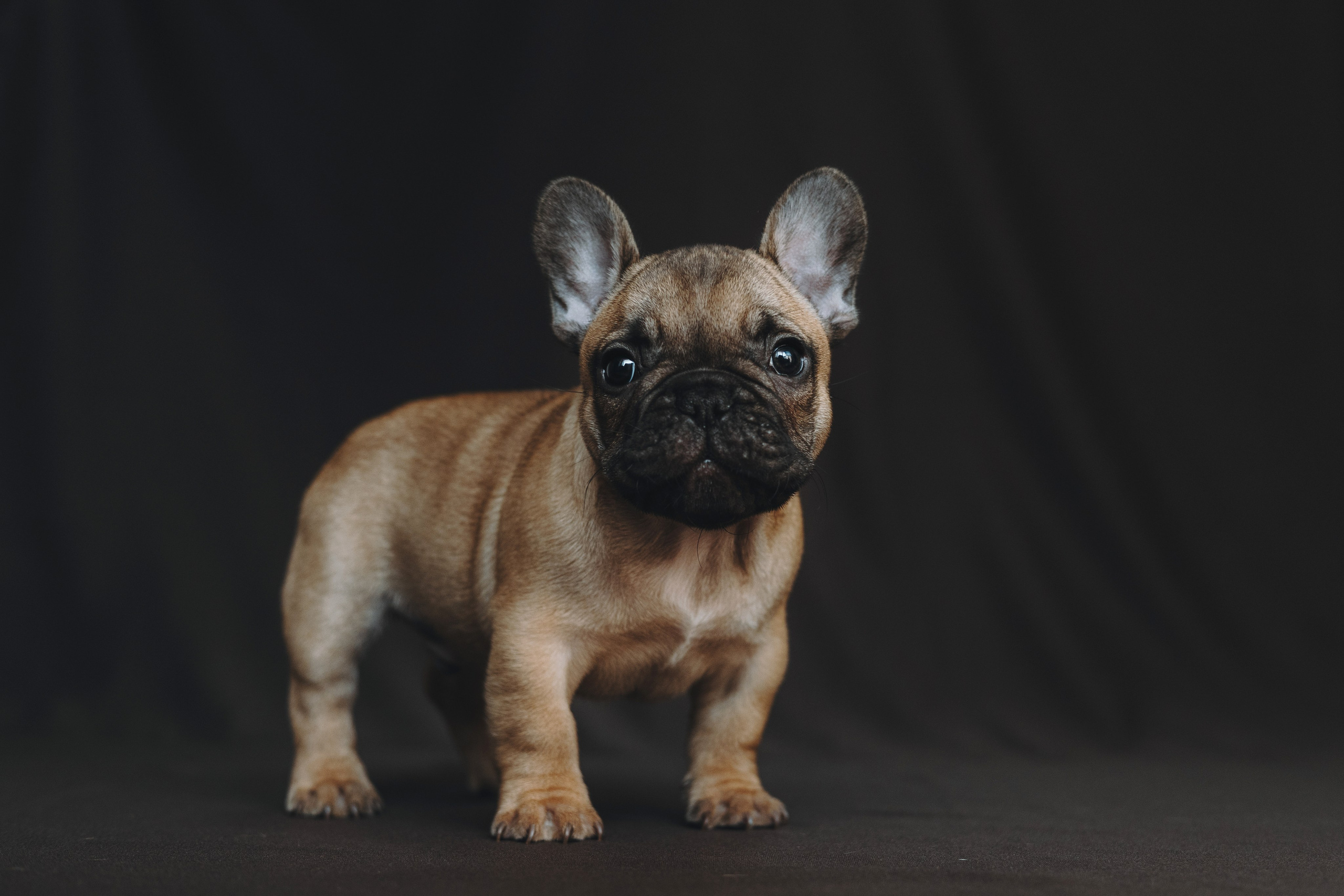 Щеночки. Фотограф — анималист Владивосток, Алина