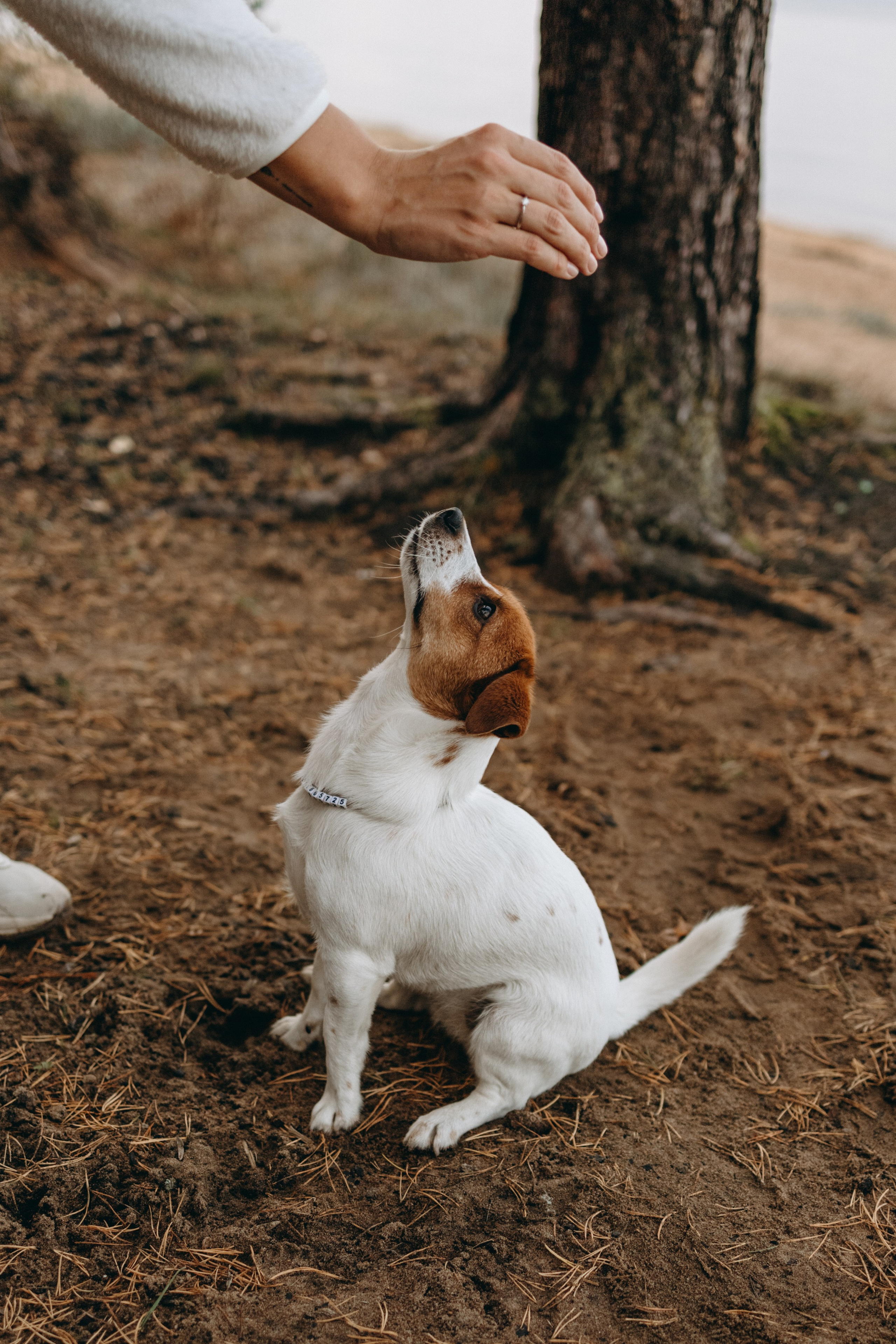 Лея и ее семья. Фотограф — Анималист | Санкт-Петербург