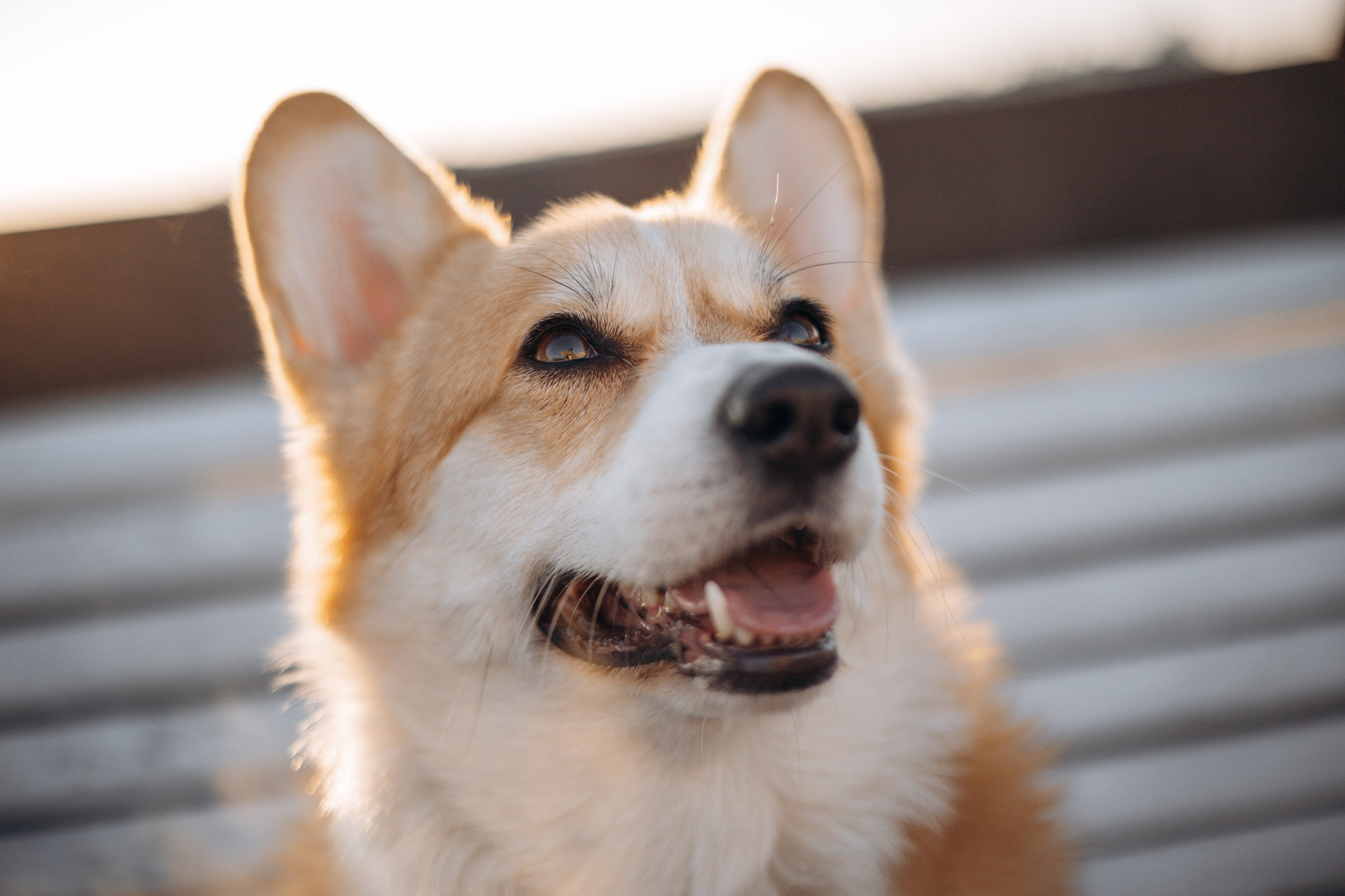 Настя и Ева. Фотограф — Анималист | Санкт-Петербург