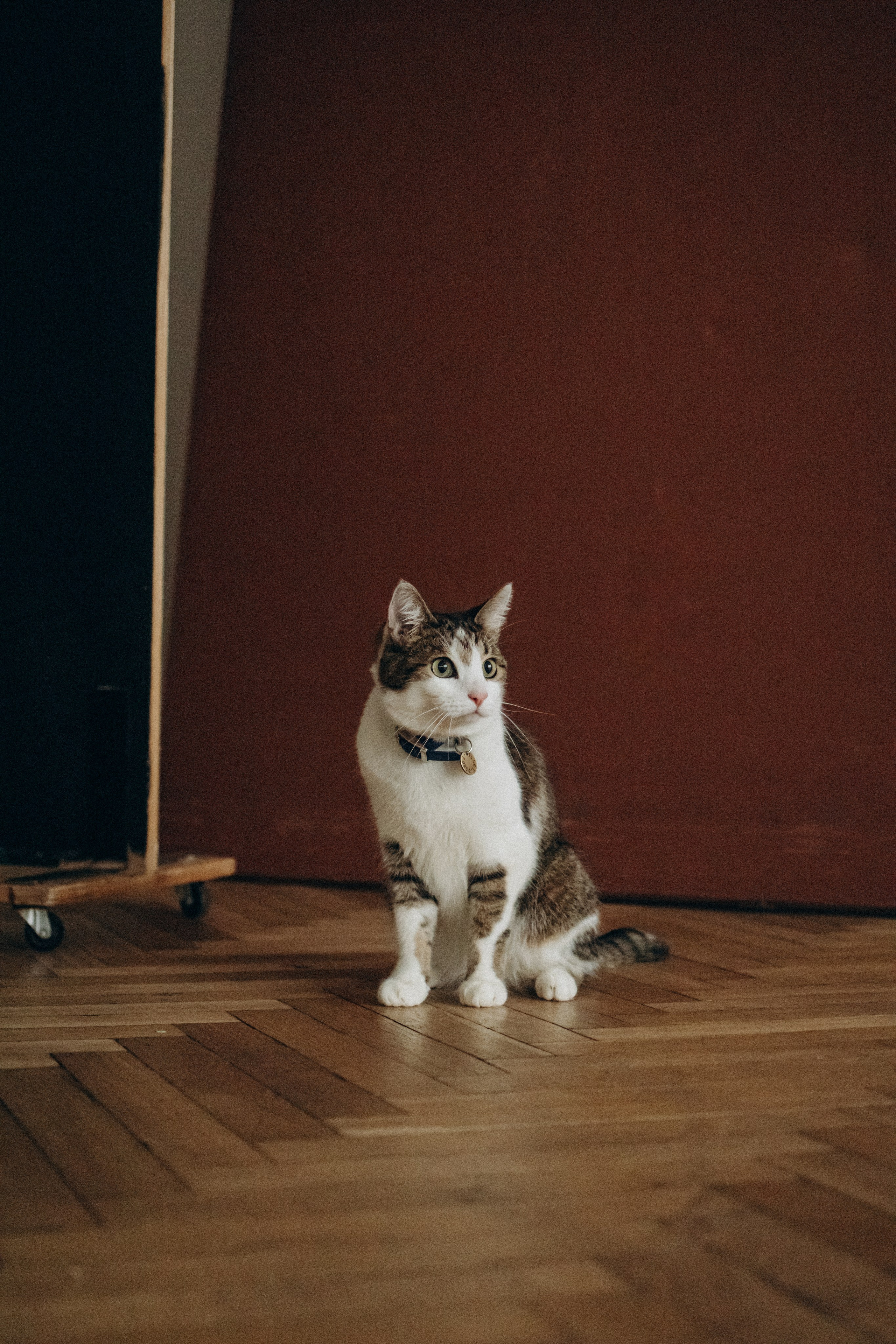 Ксюша и Яша. Фотораф — анималист Мария Шистка