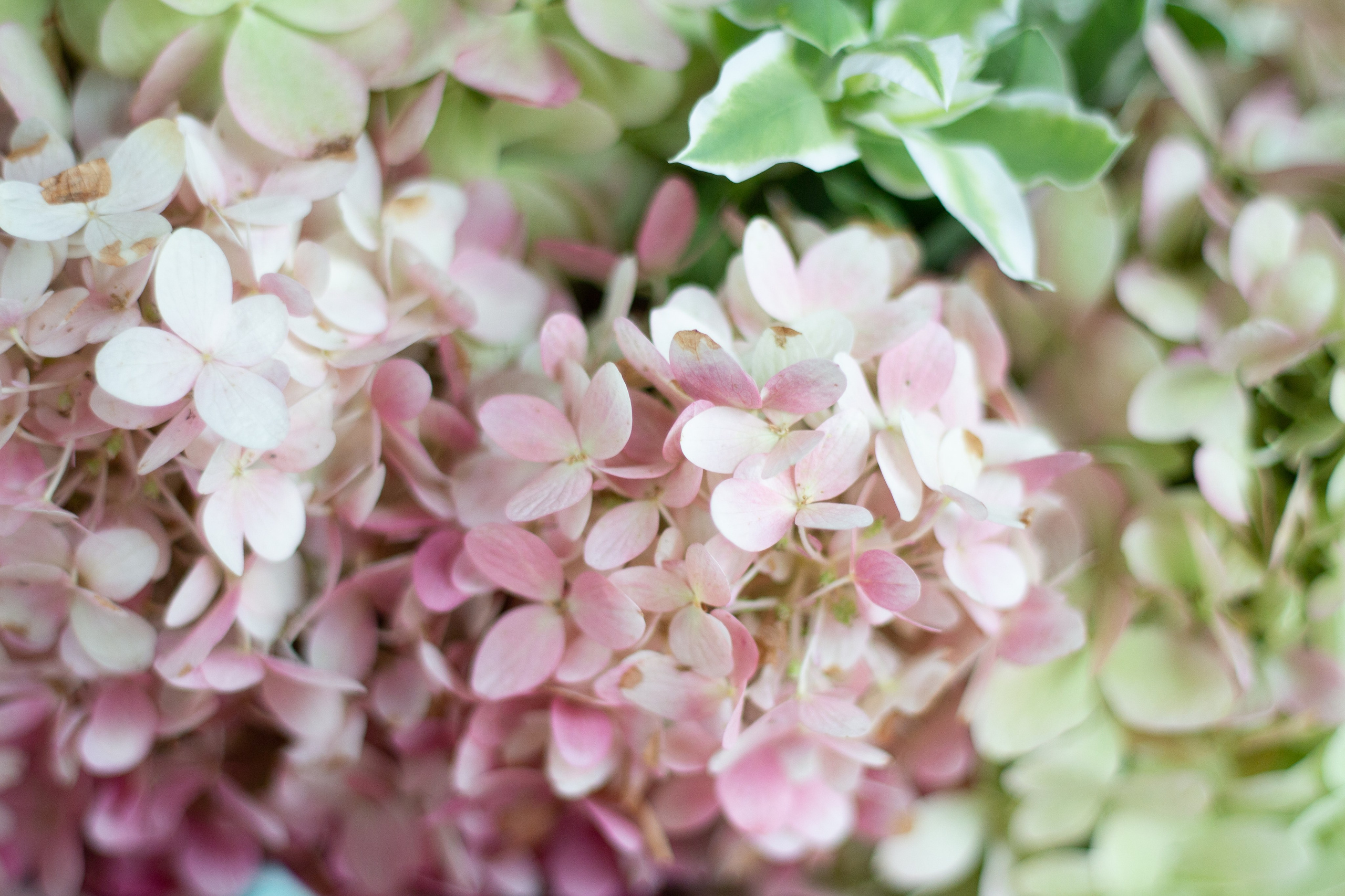 Юбилей Ларисы Михайловны. Фотограф в Екатеринбурге Пойгина Елена