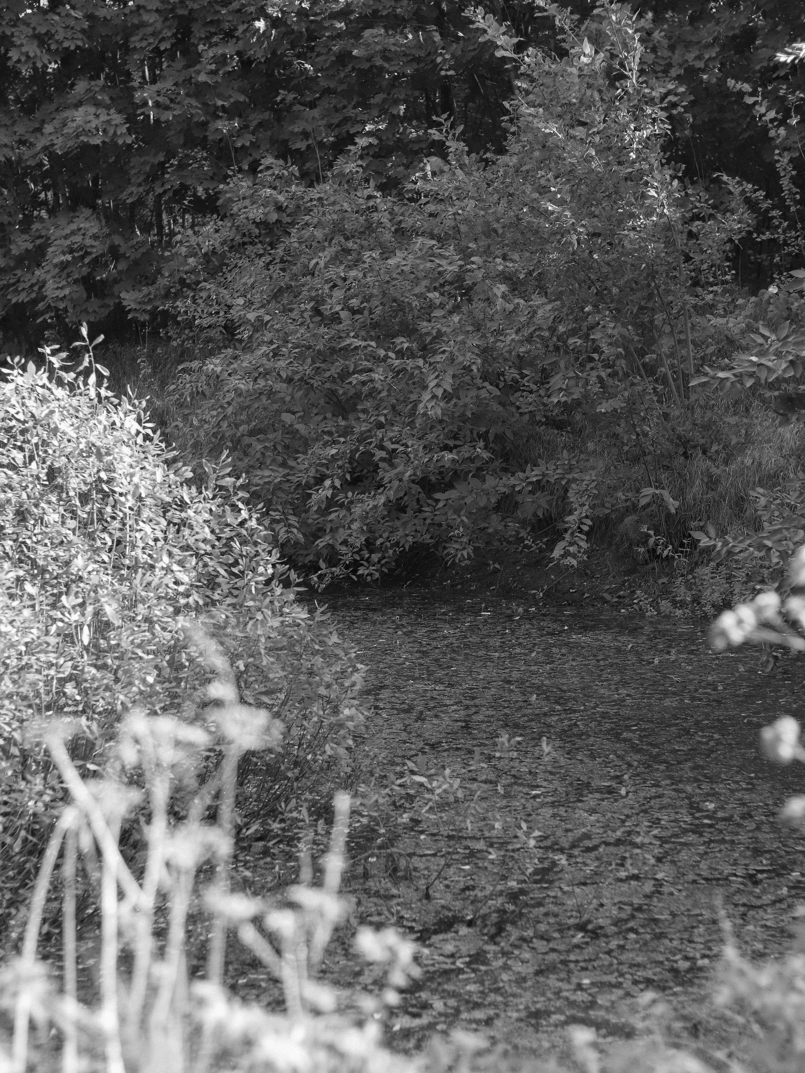 Garden against time. Фотограф и исследователь фотографии из Санкт-Петербурга Елизавета Веприцкая