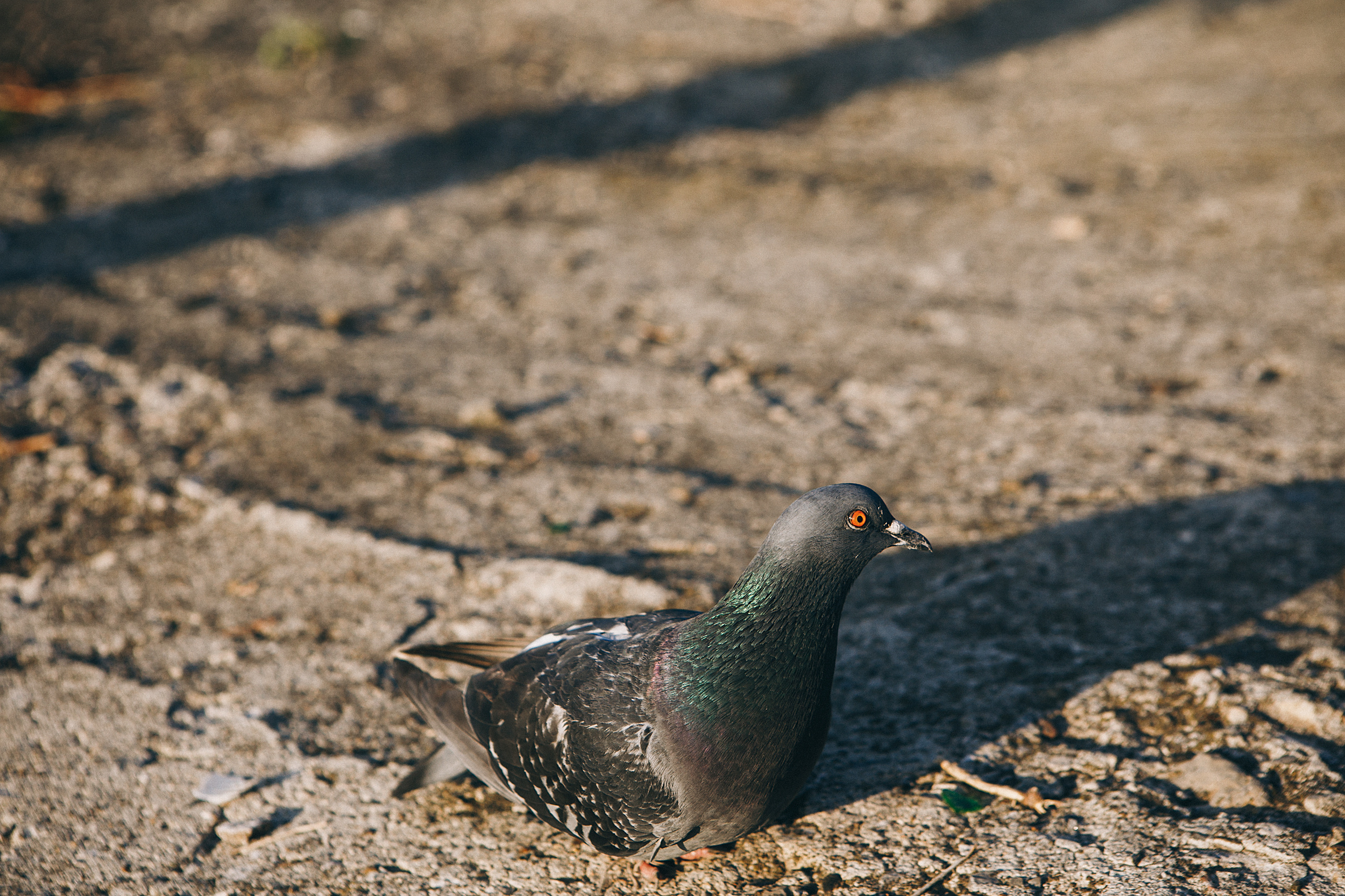 Andrey&Nastya. Фотограф Максим Маркелов