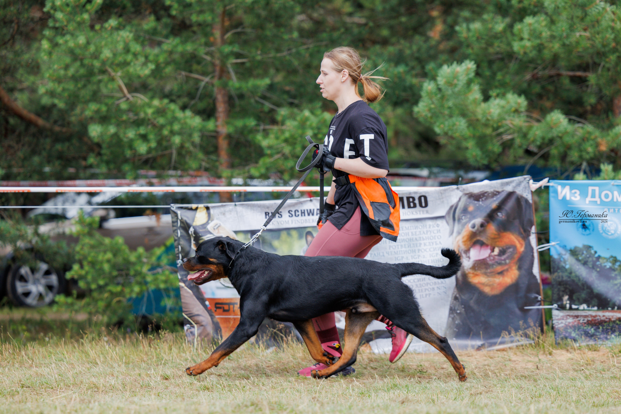 ПК и КЧК ротвейлеры Тверь 6-7.07.2024. Фотограф-анималист Юлия Германика