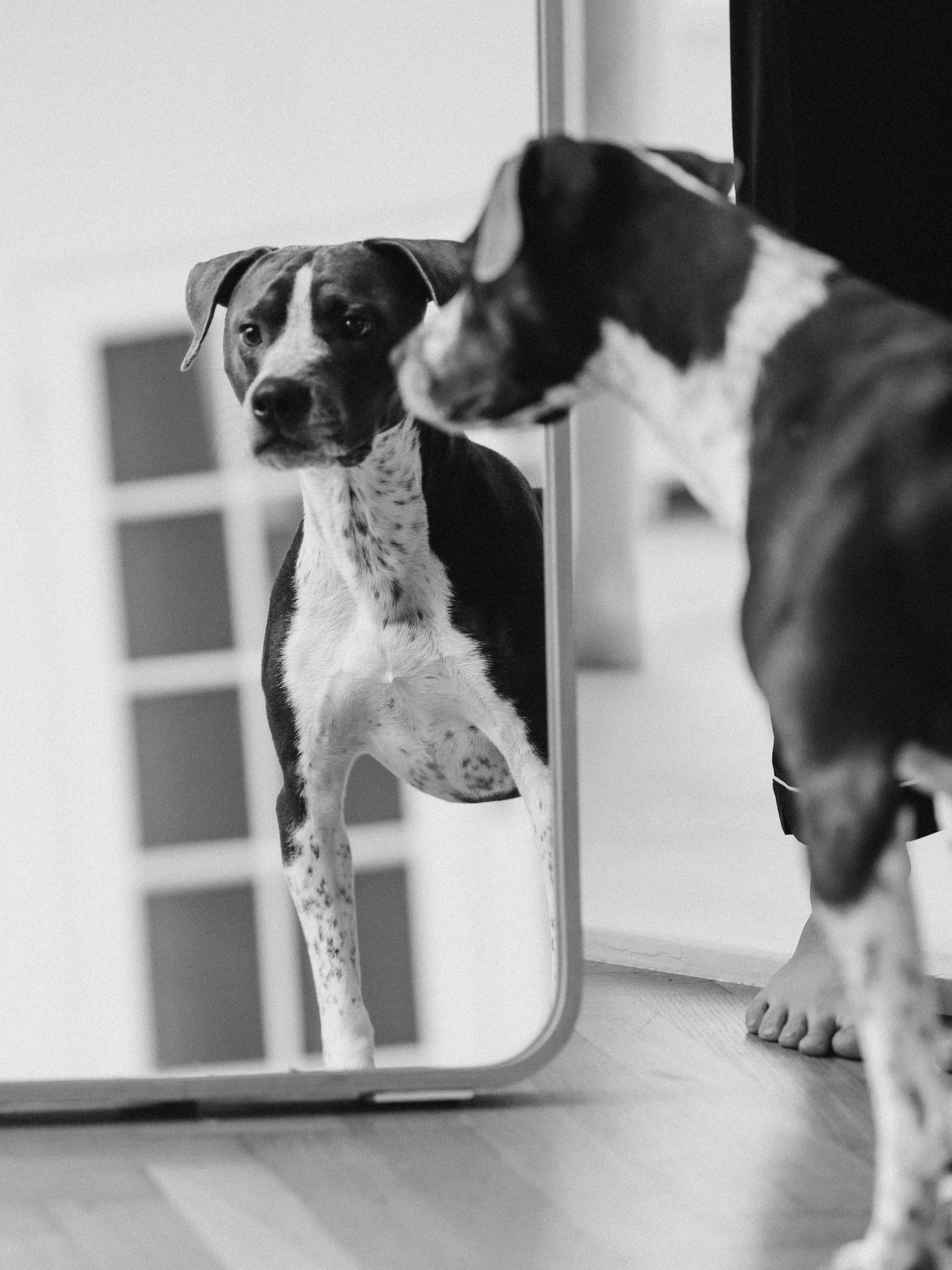 Тортик Даша и Никита. Фотограф-анималист в Москве Кириллова Татьяна