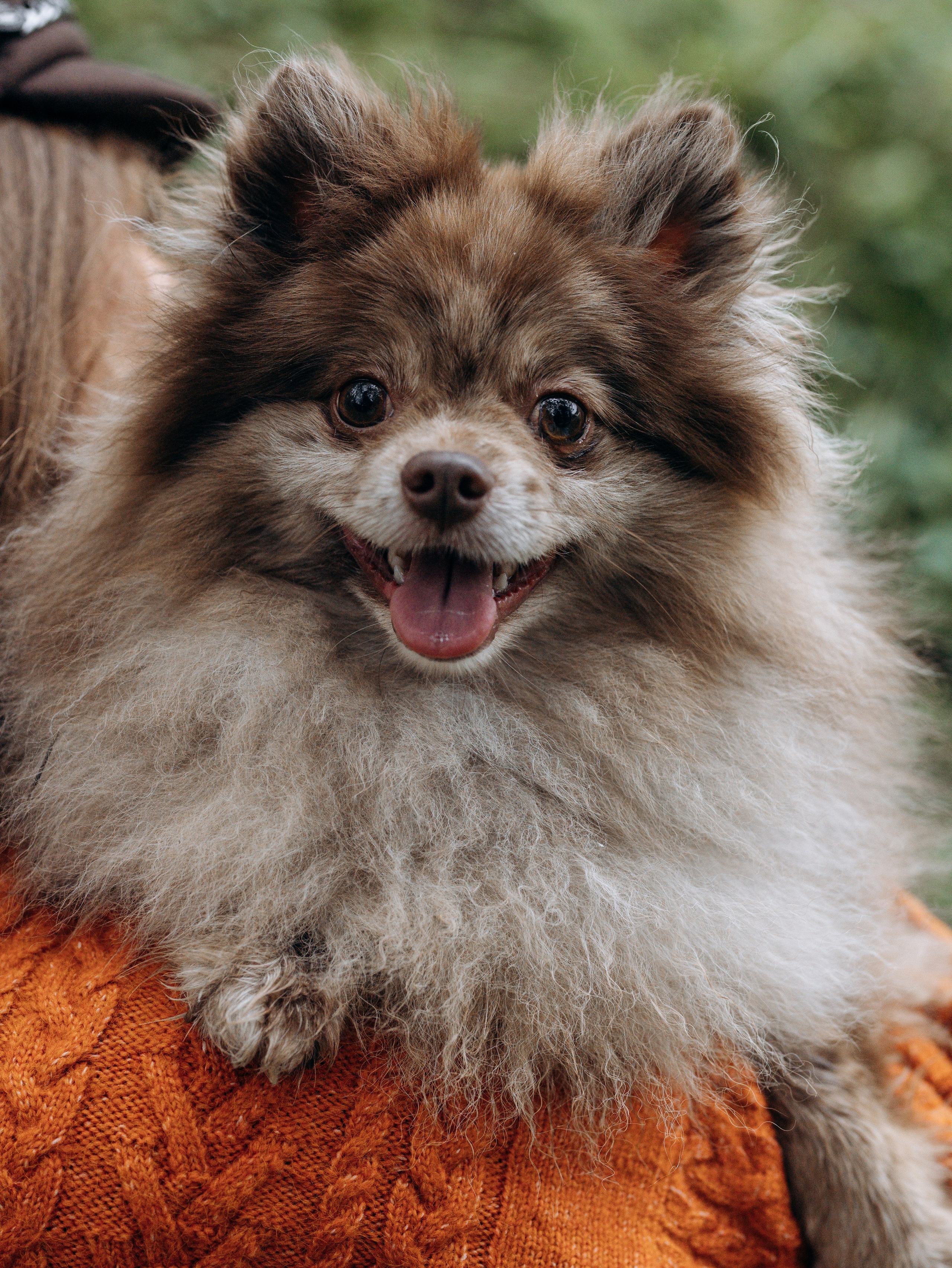 Скай, Марти и Катя. Фотограф-анималист в Москве Кириллова Татьяна