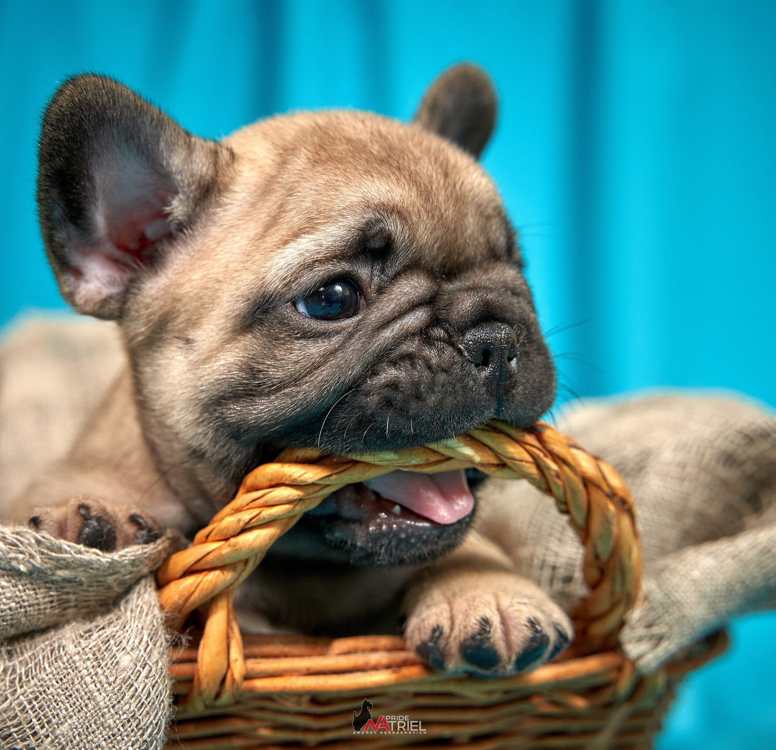 Щенки дома — галерея NATRIEL