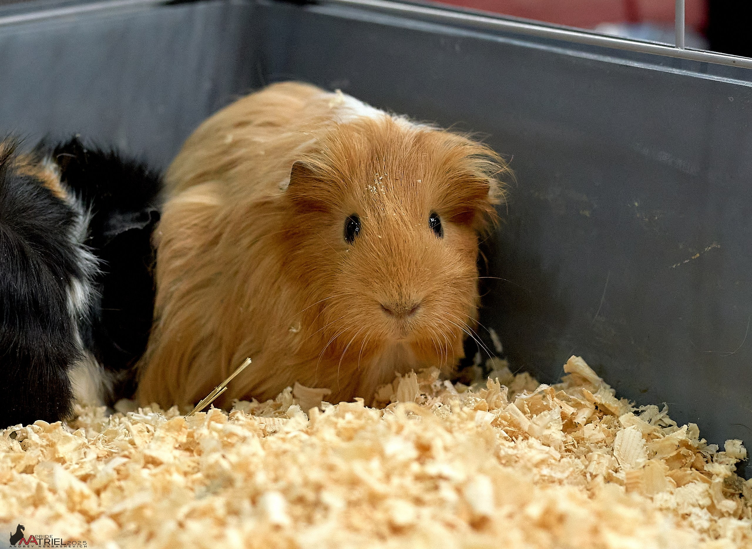 Репортаж с ЗООФЕСТ в Крокусе