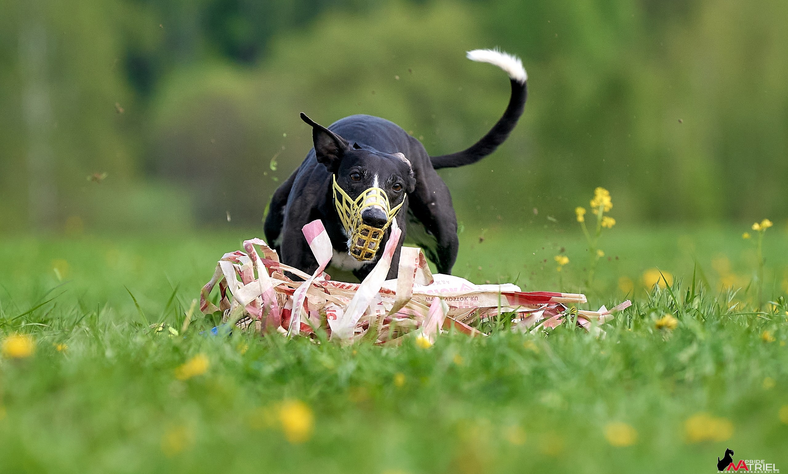 Съемка курсинг — галерея NATRIEL