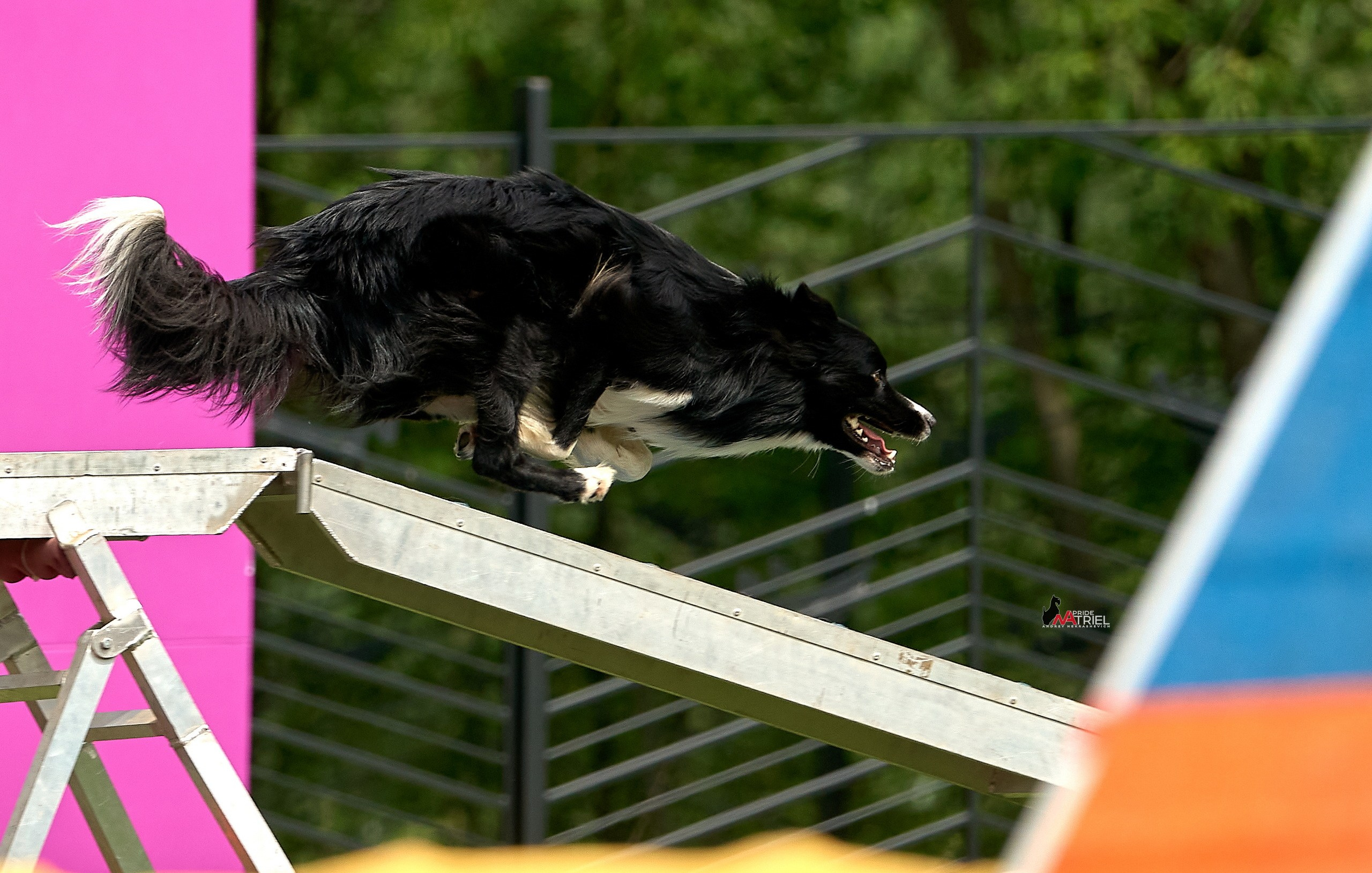 Аджилити — галерея NATRIEL