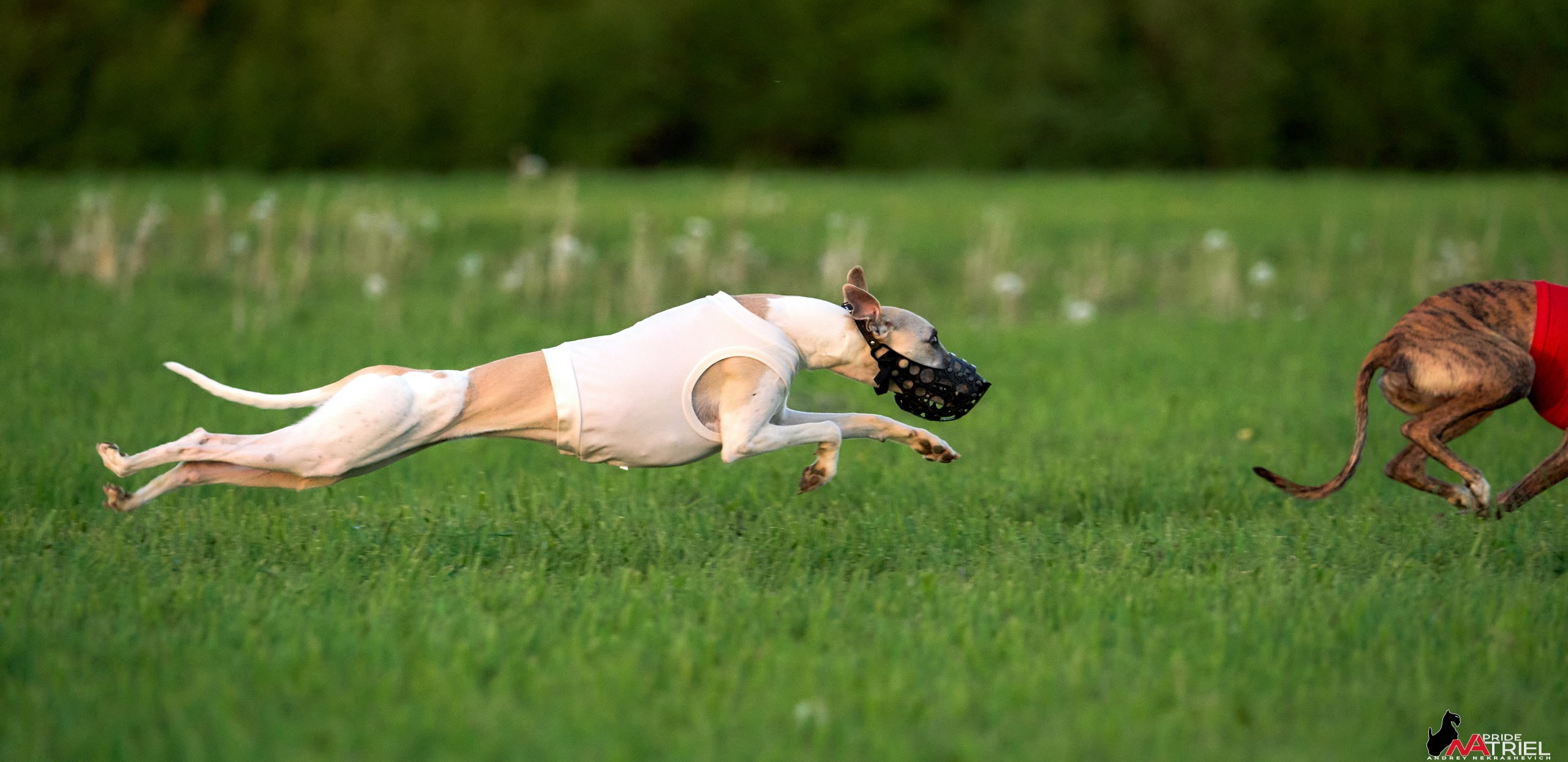 Съемка курсинг — галерея NATRIEL