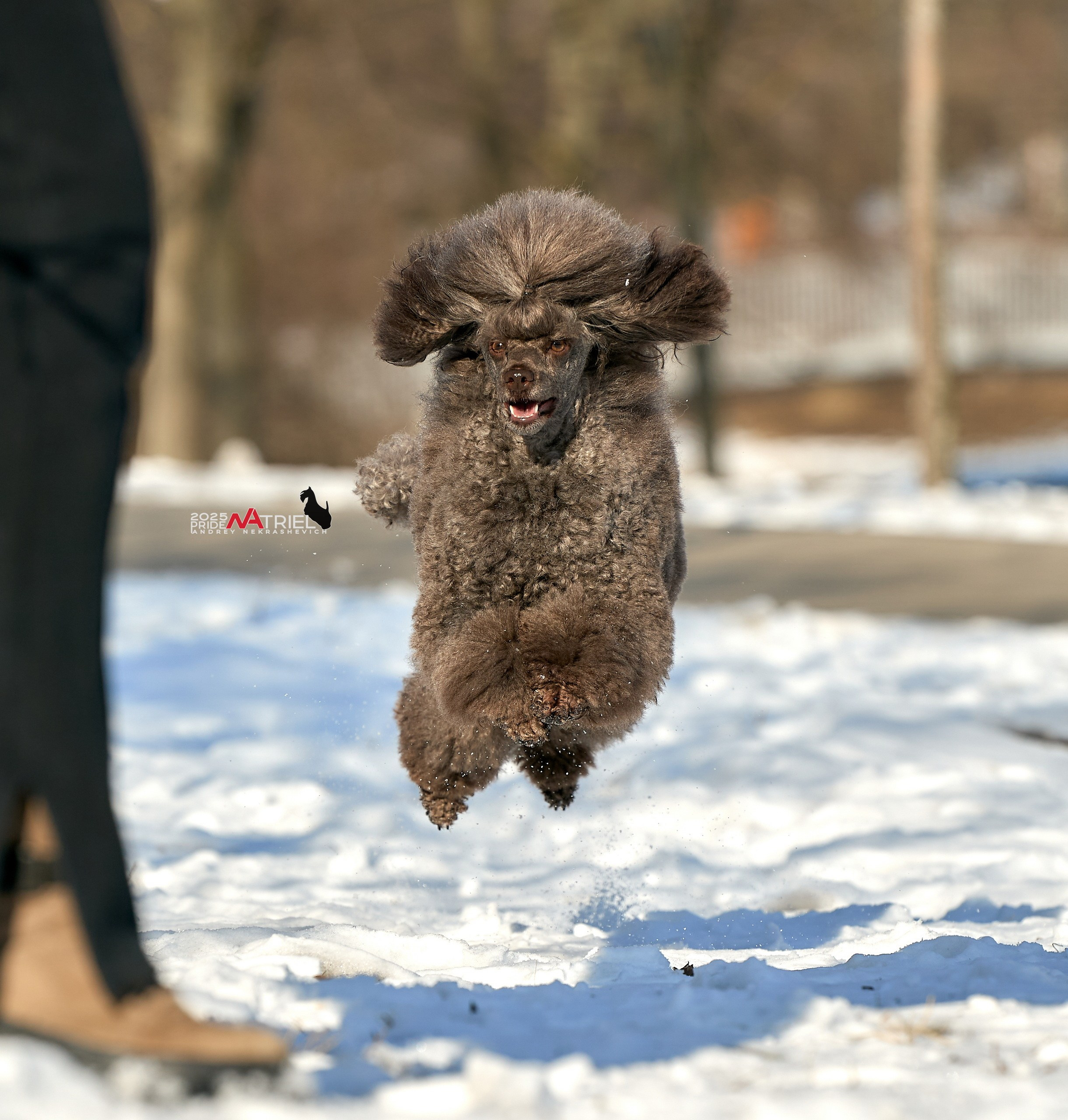 Фотопрогулка с пуделем