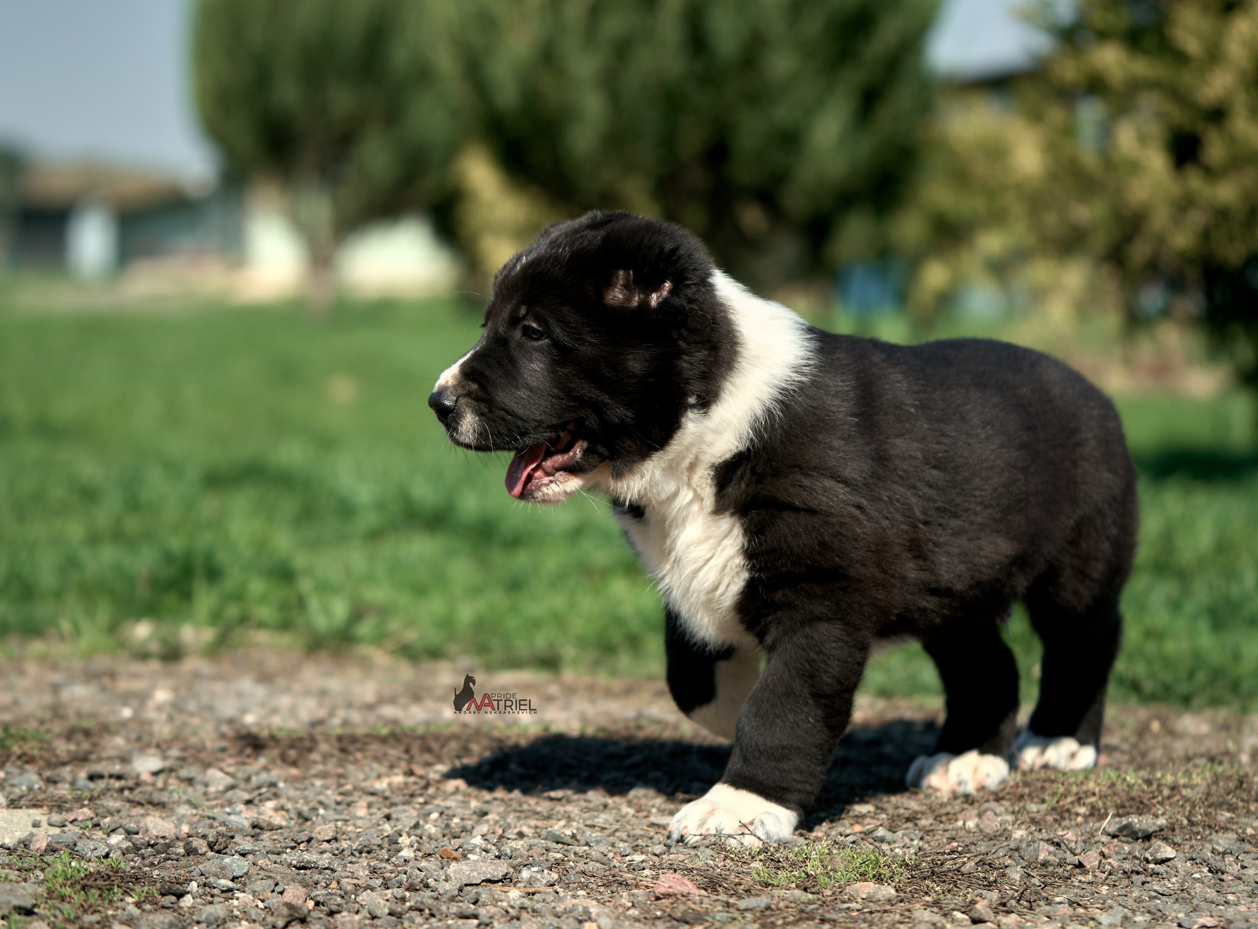 Среднеазиаты — щенки и взрослые