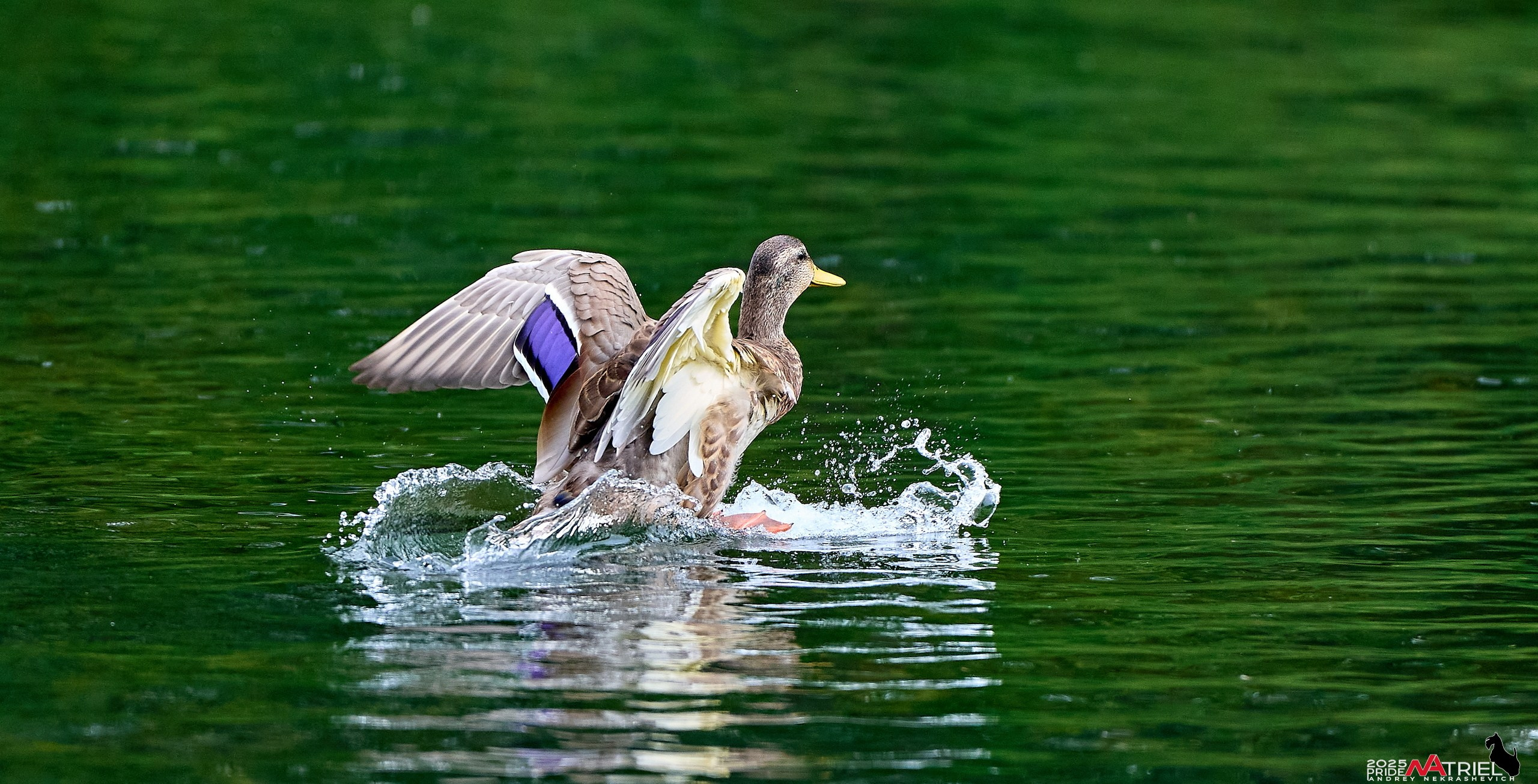 Утки на пруду