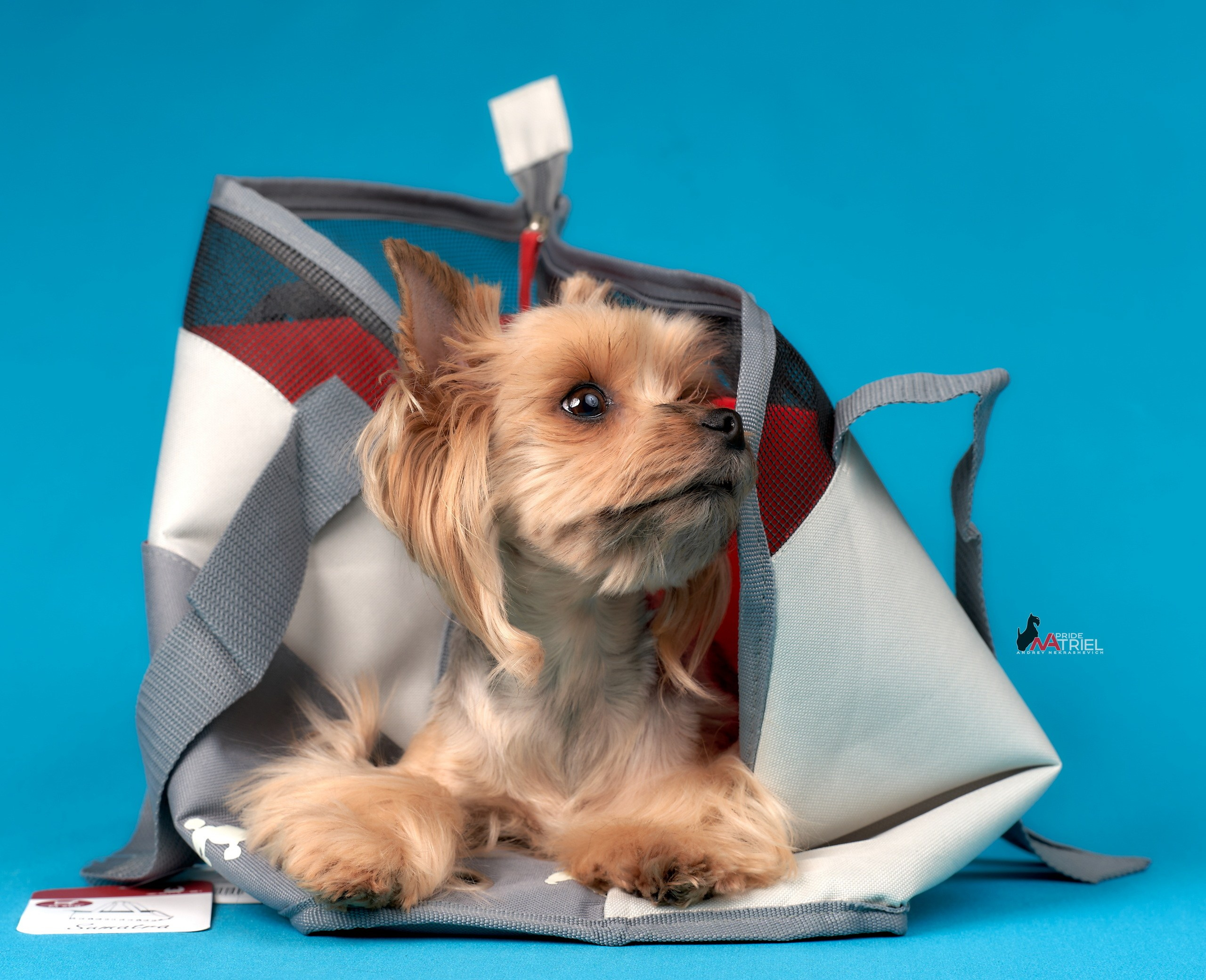 Реклама с животными — галерея NATRIEL