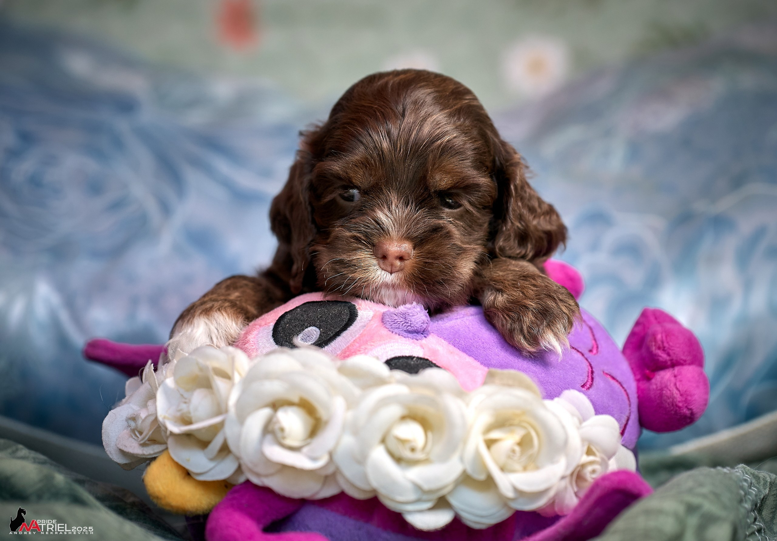 Щенки АмКокеров