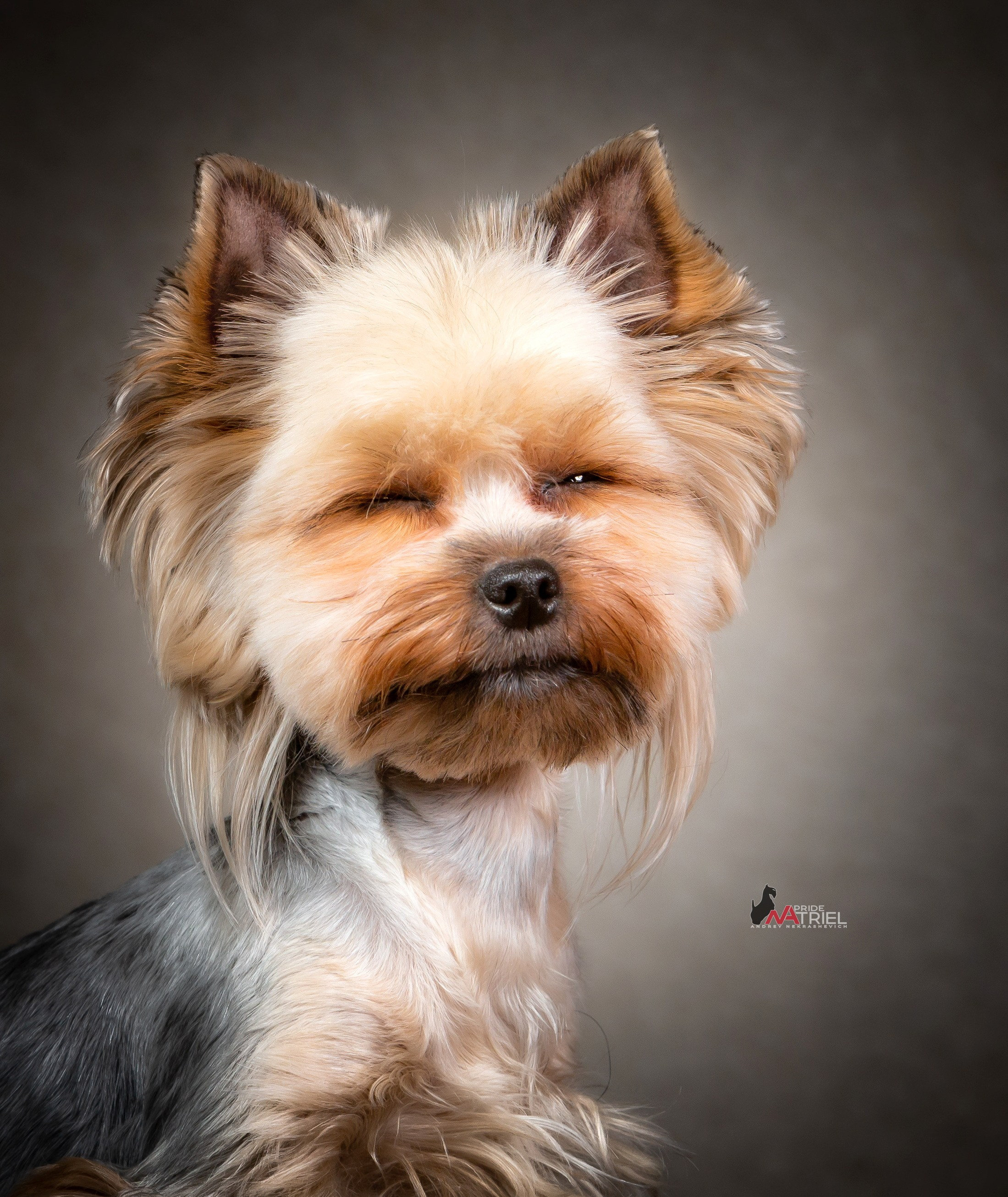 Йоркширский терьер Циля